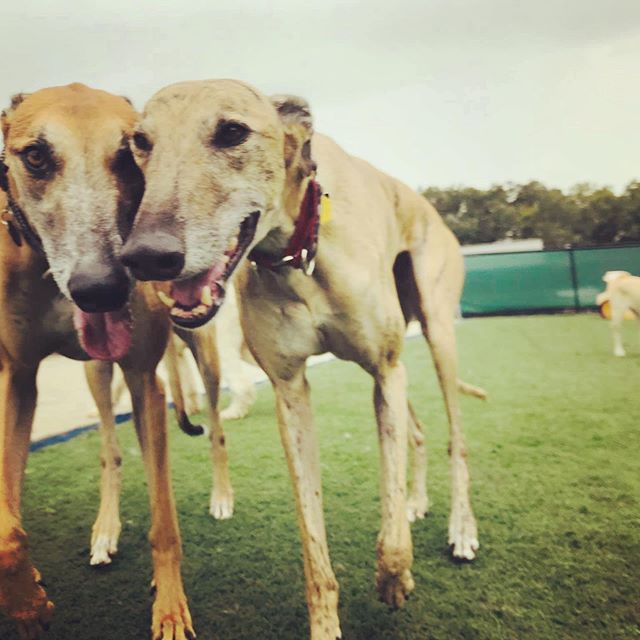 “Come on, let’s just come out of retirement for ONE lap around the yard, it’ll blow their minds...” 🤯🏃🏽♀️#kindafast #greyhounds