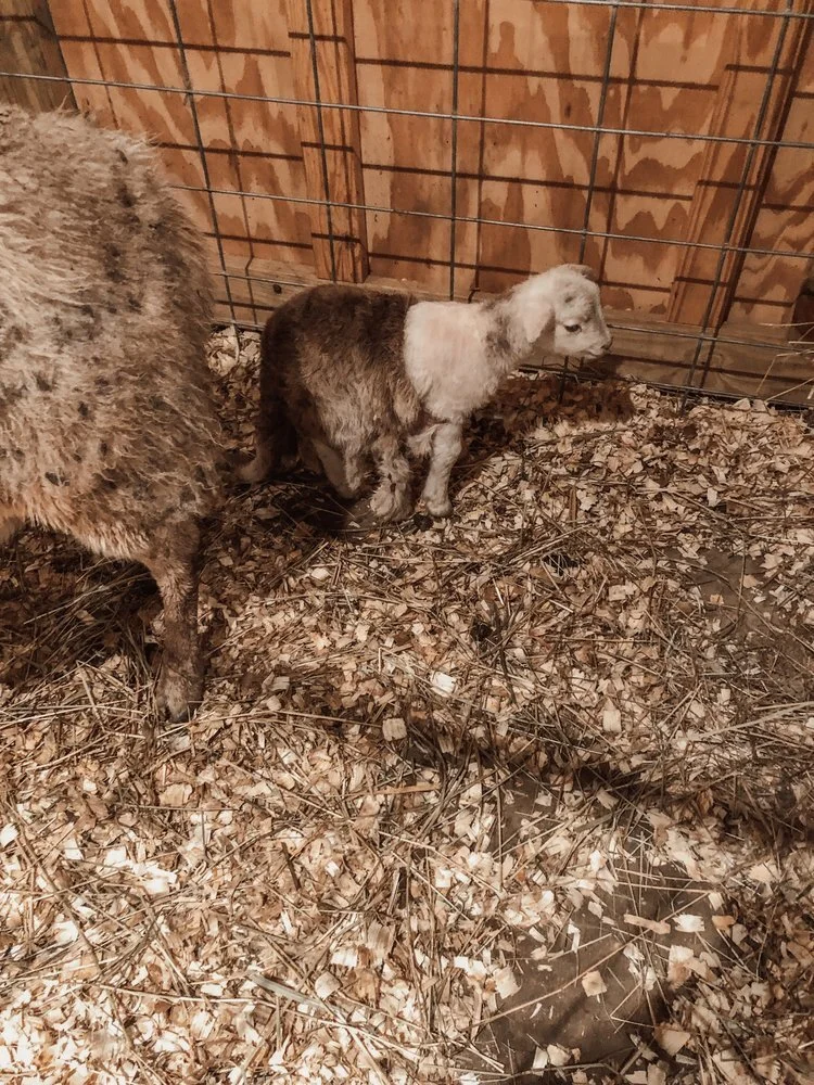 Lamb in a Fur Coat — Winding Creek Farms