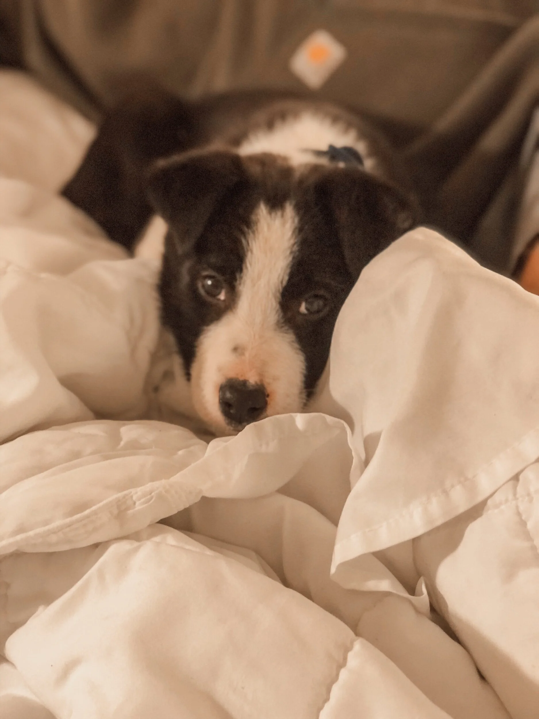 Mitch's Big Adventure