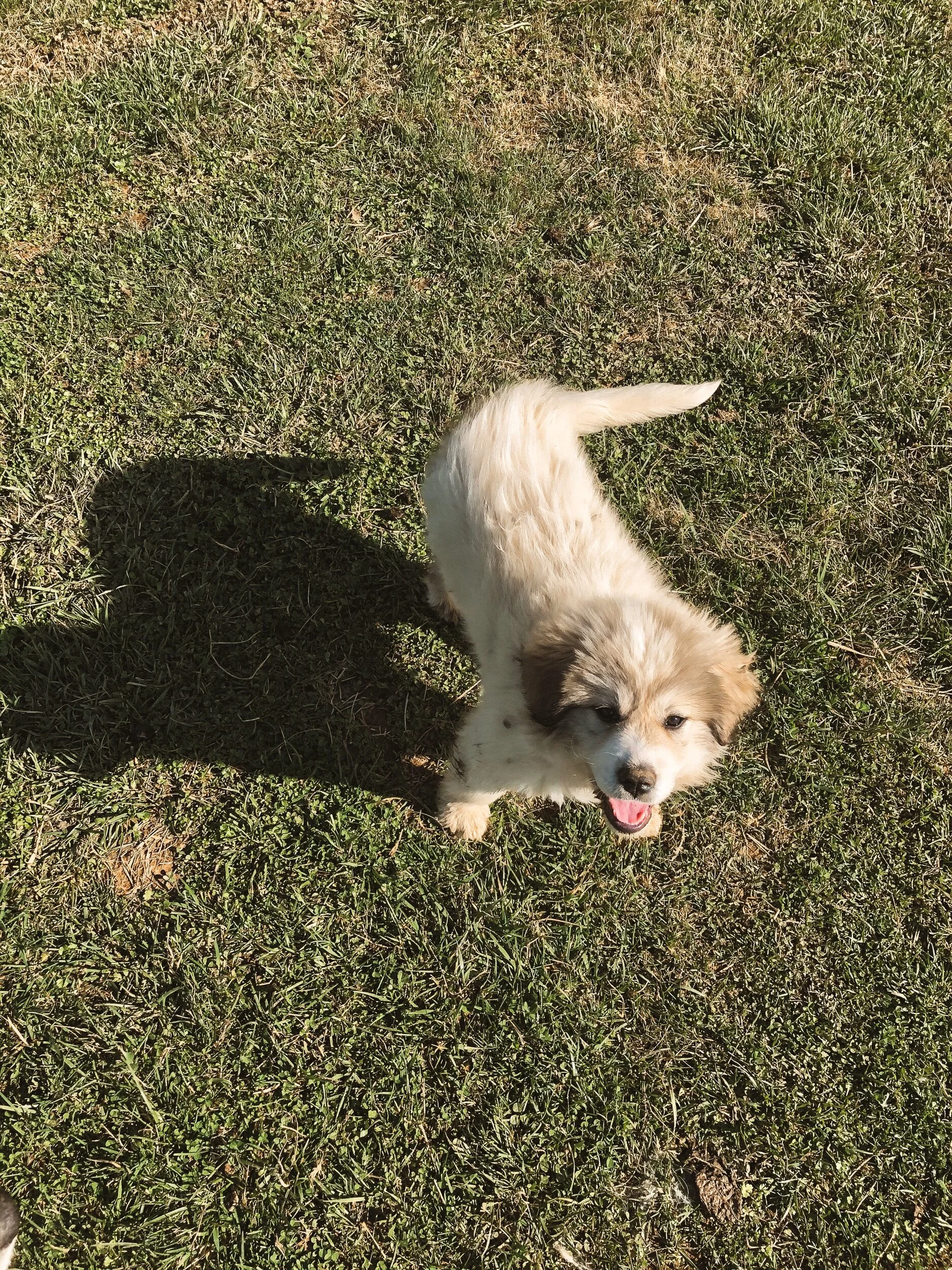 Livestock Guardian Dogs