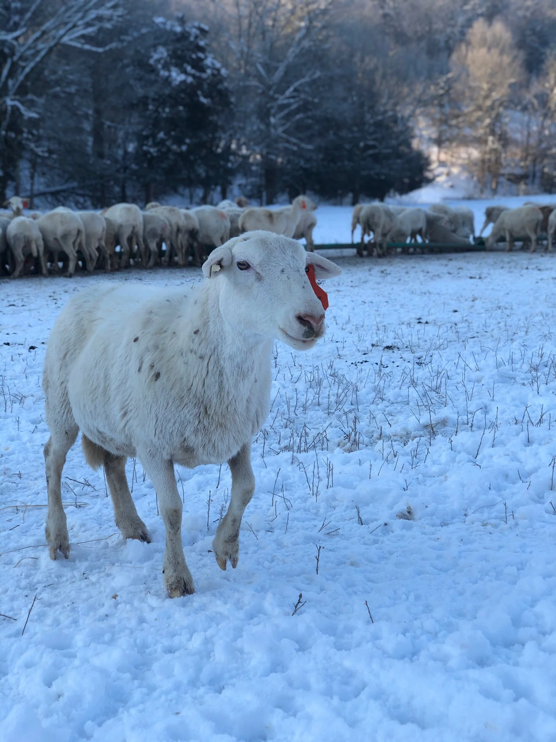10 Things You Might Not Know About Sheep