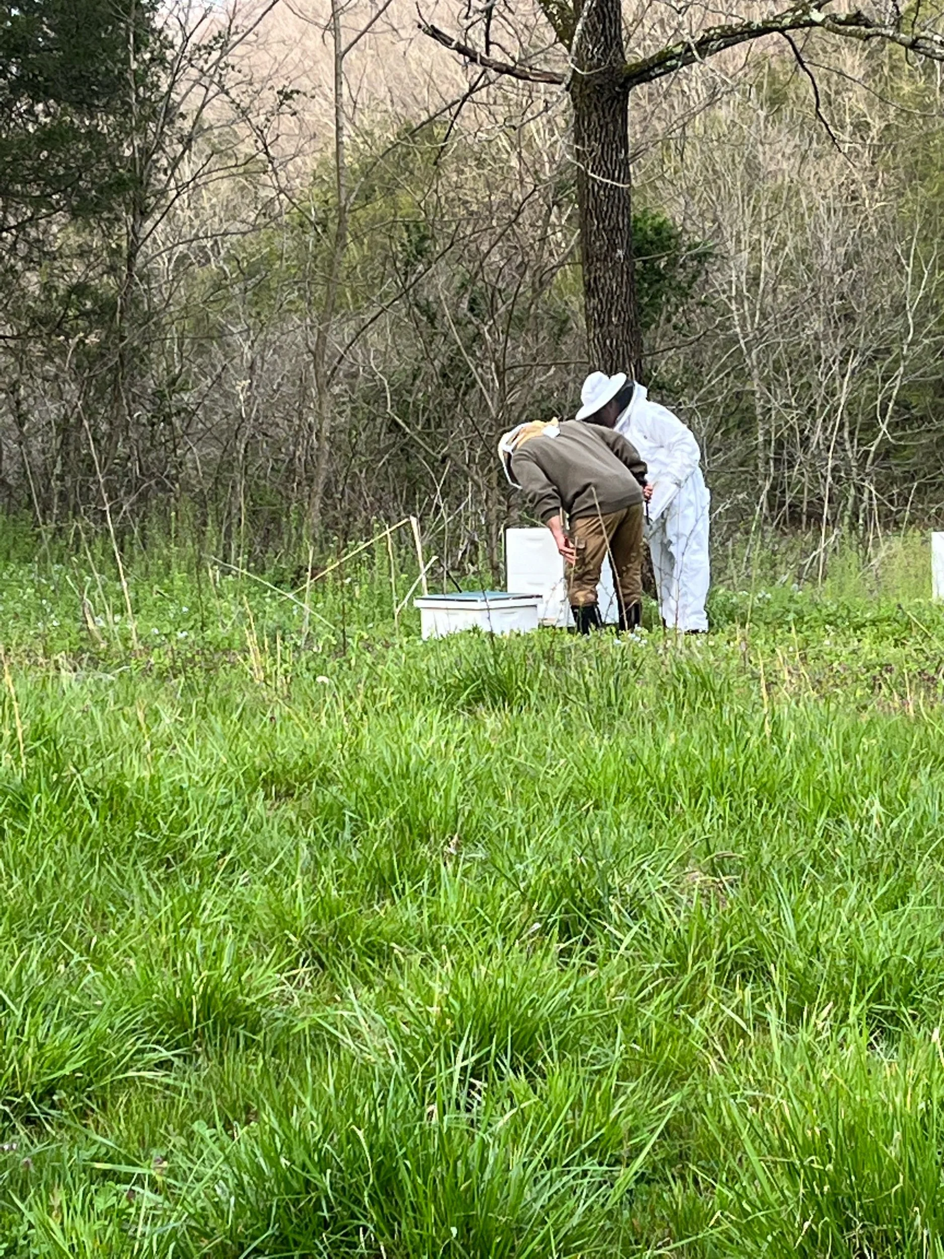 Honey Bees!
