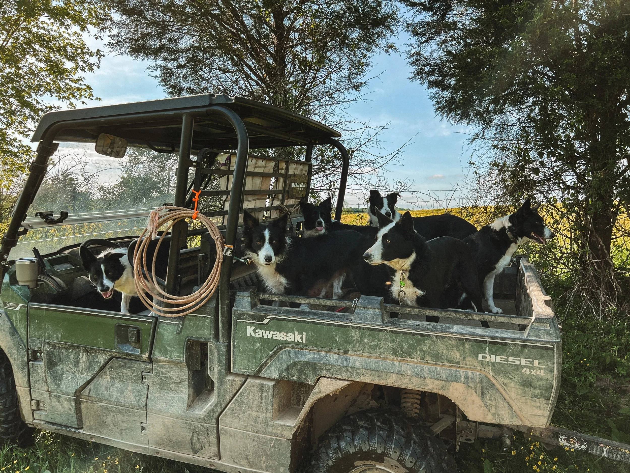 Border Collie Training