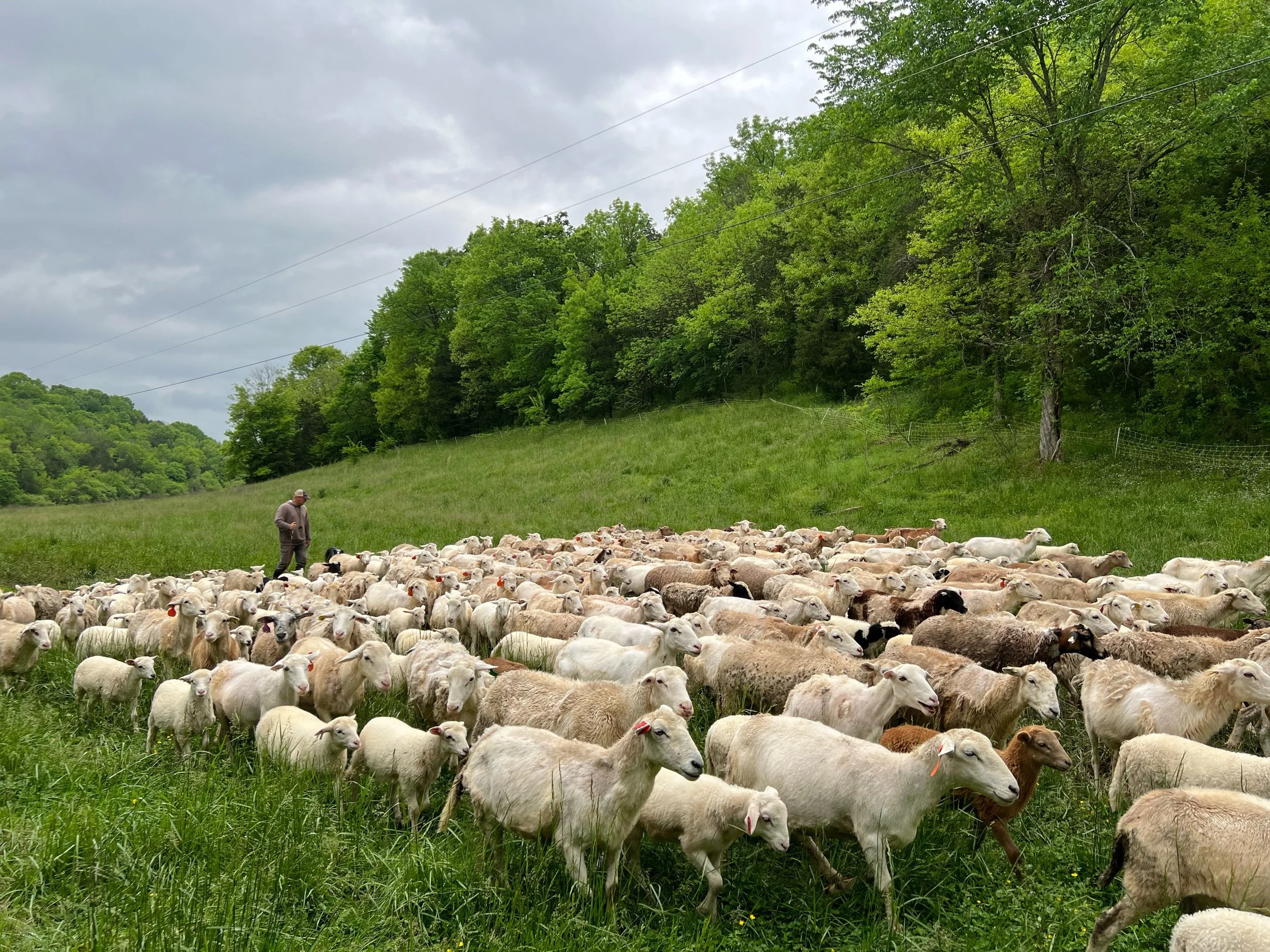 Sick Ewe, now what?
