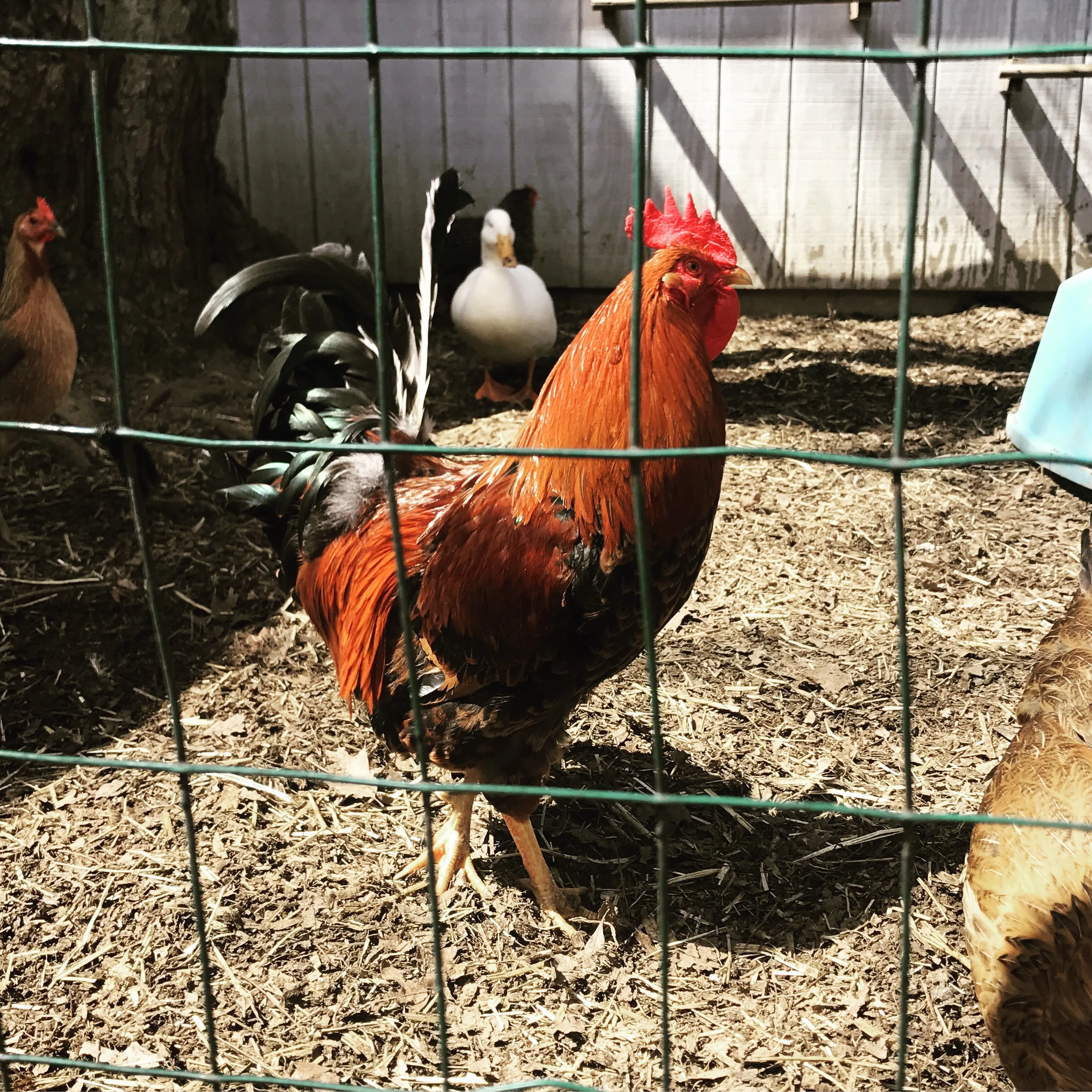 Year of the Fire Rooster