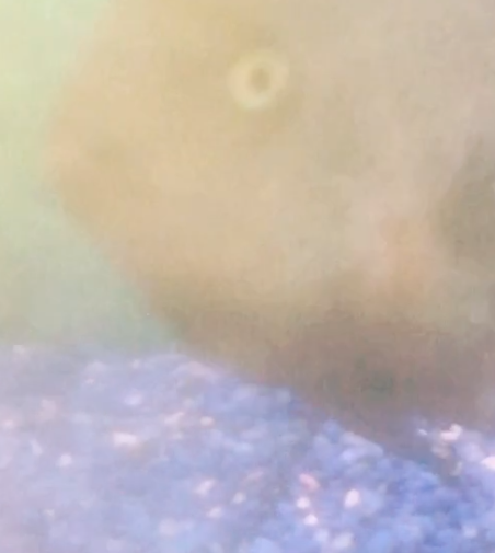 Screen Shot 2018-03-24 at 3.13.03 PM.png