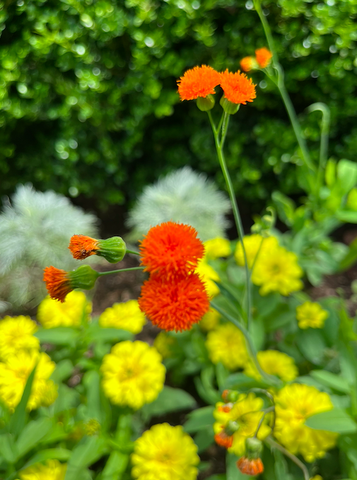 Screen Shot 2024-08-21 at 11.45.22 AM.png