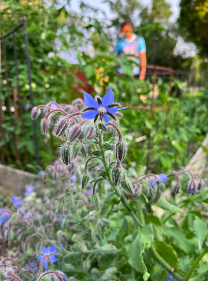 Screen Shot 2024-08-21 at 11.38.16 AM.png