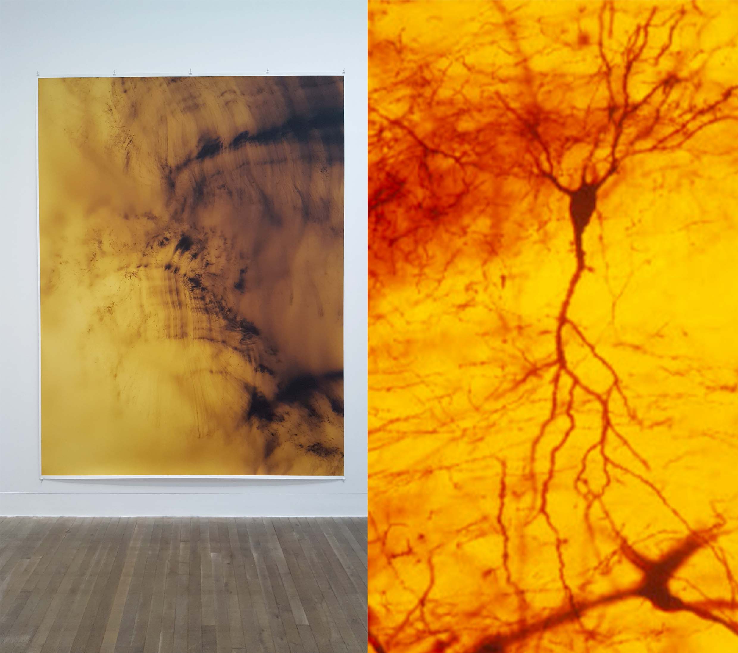 tillmans' abstraction and silver staining of a neuron for comparison
