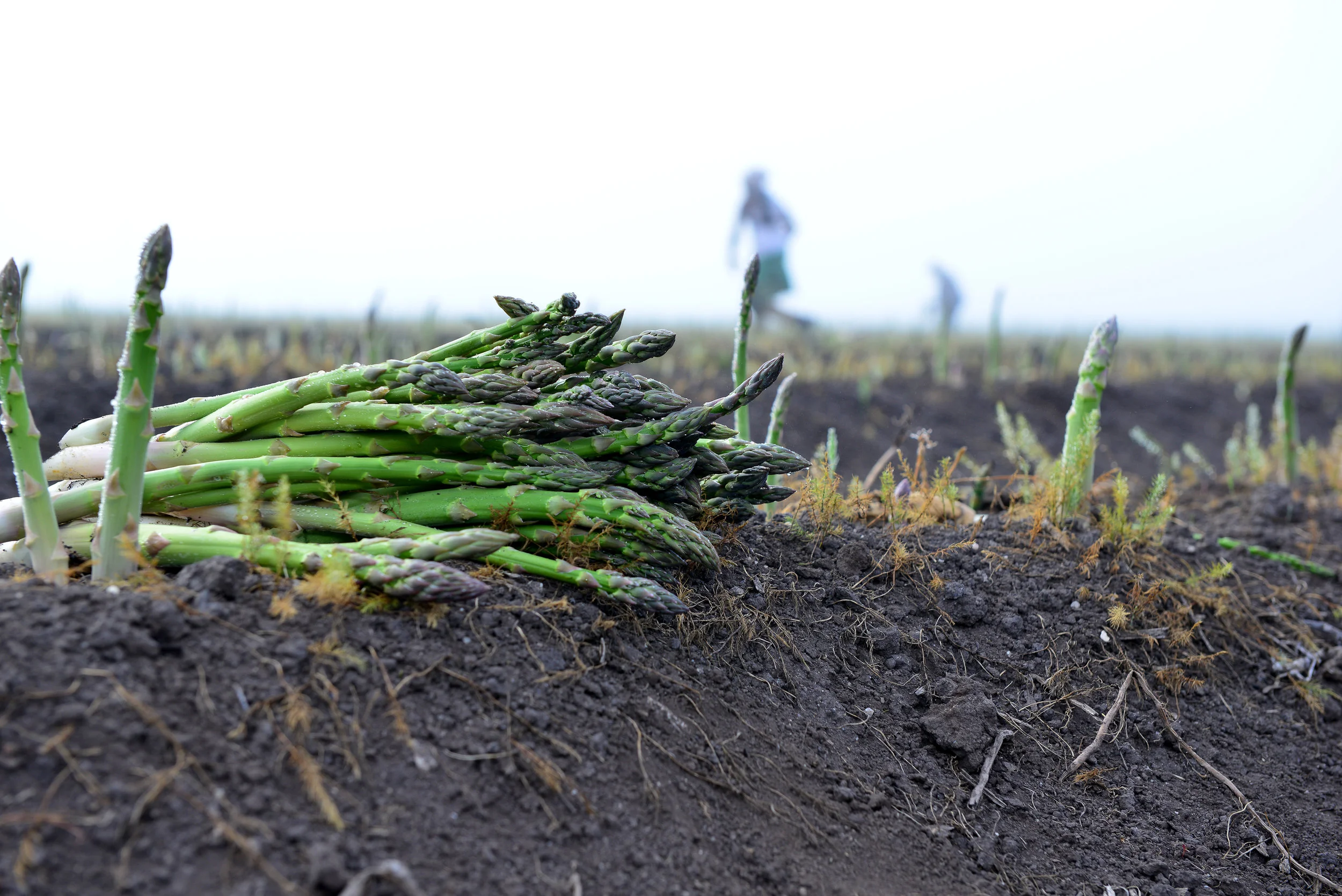 Asparagus in field.jpg