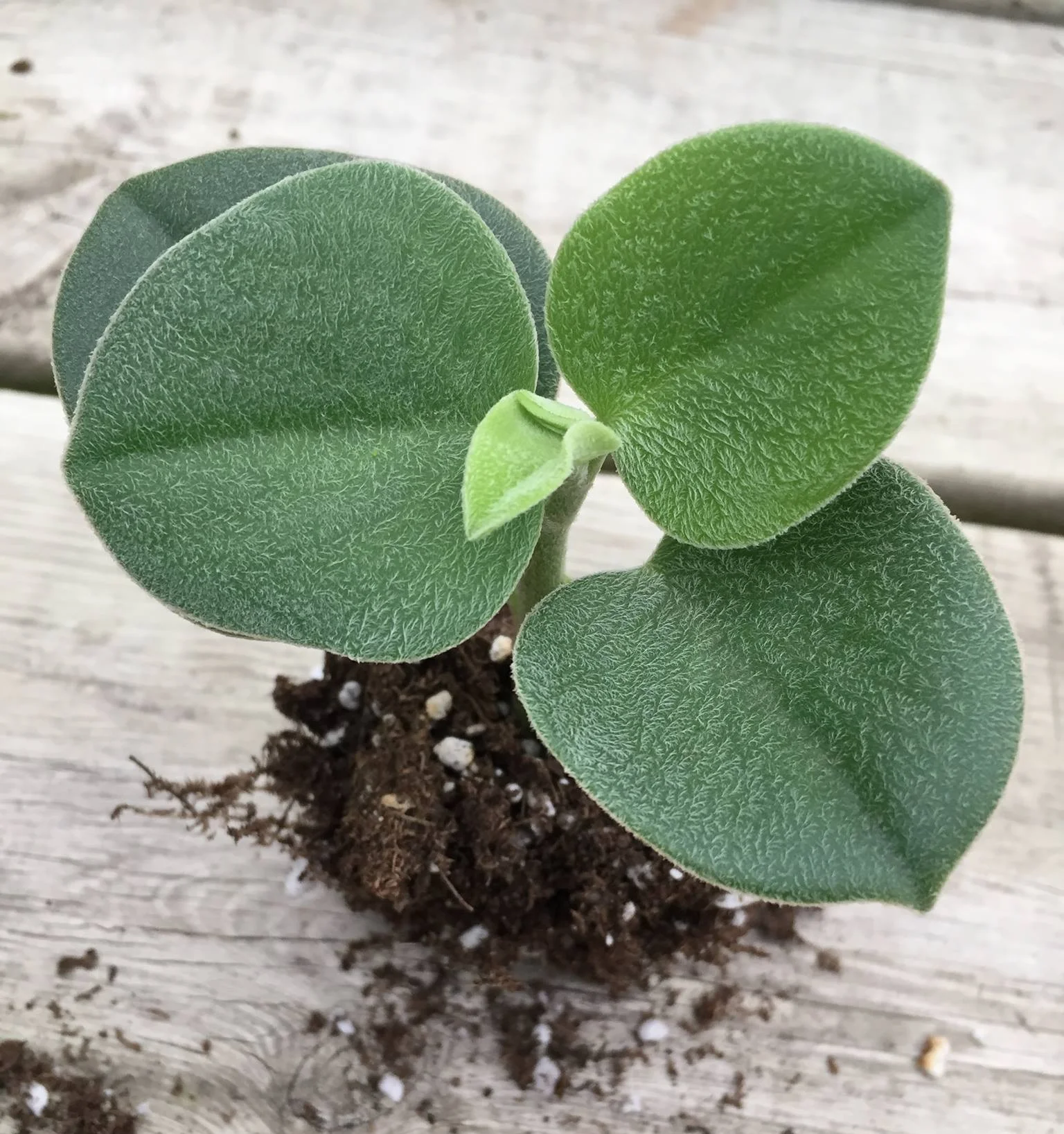 peperomia.jpg