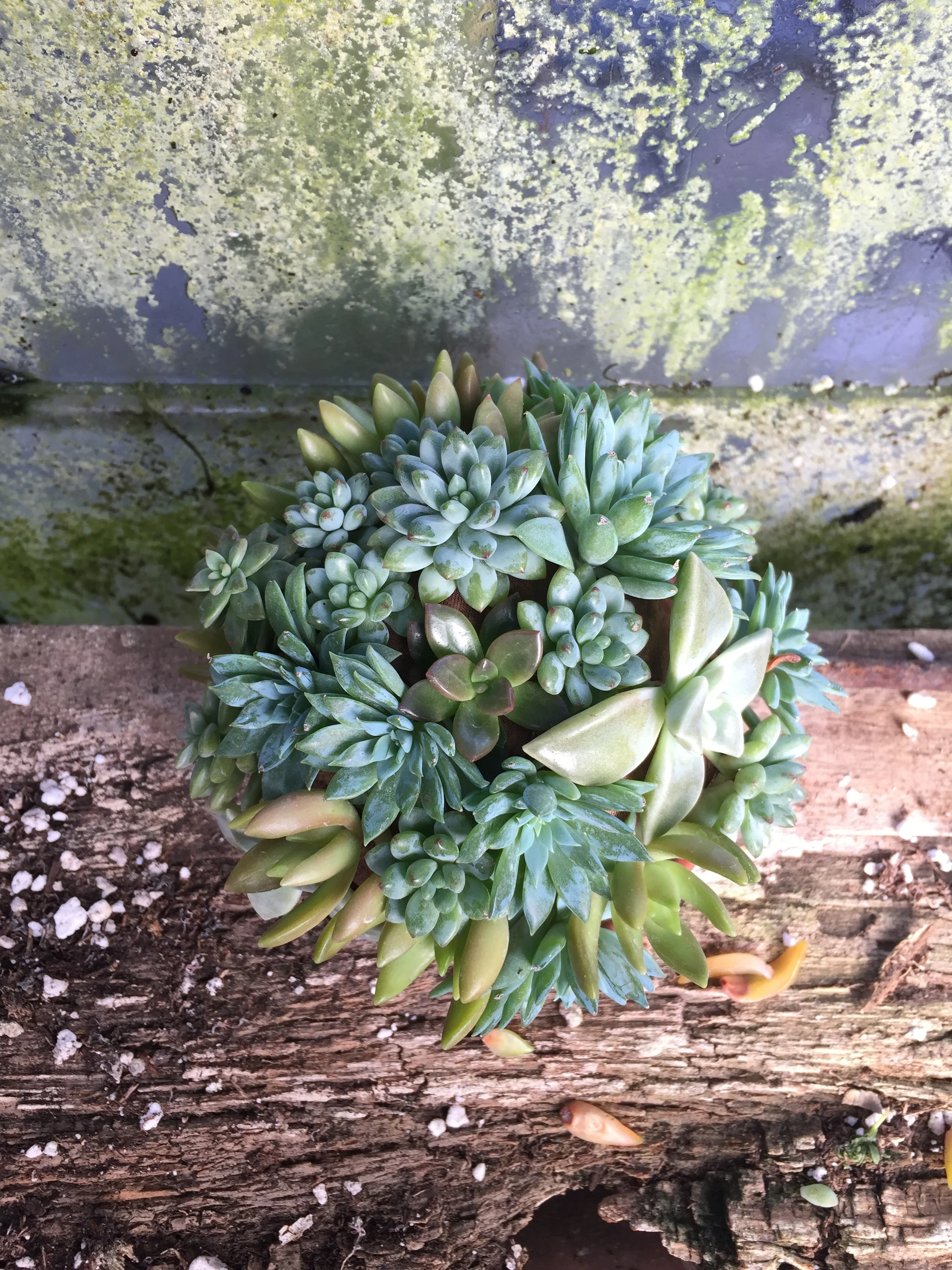 Succulent Sphere