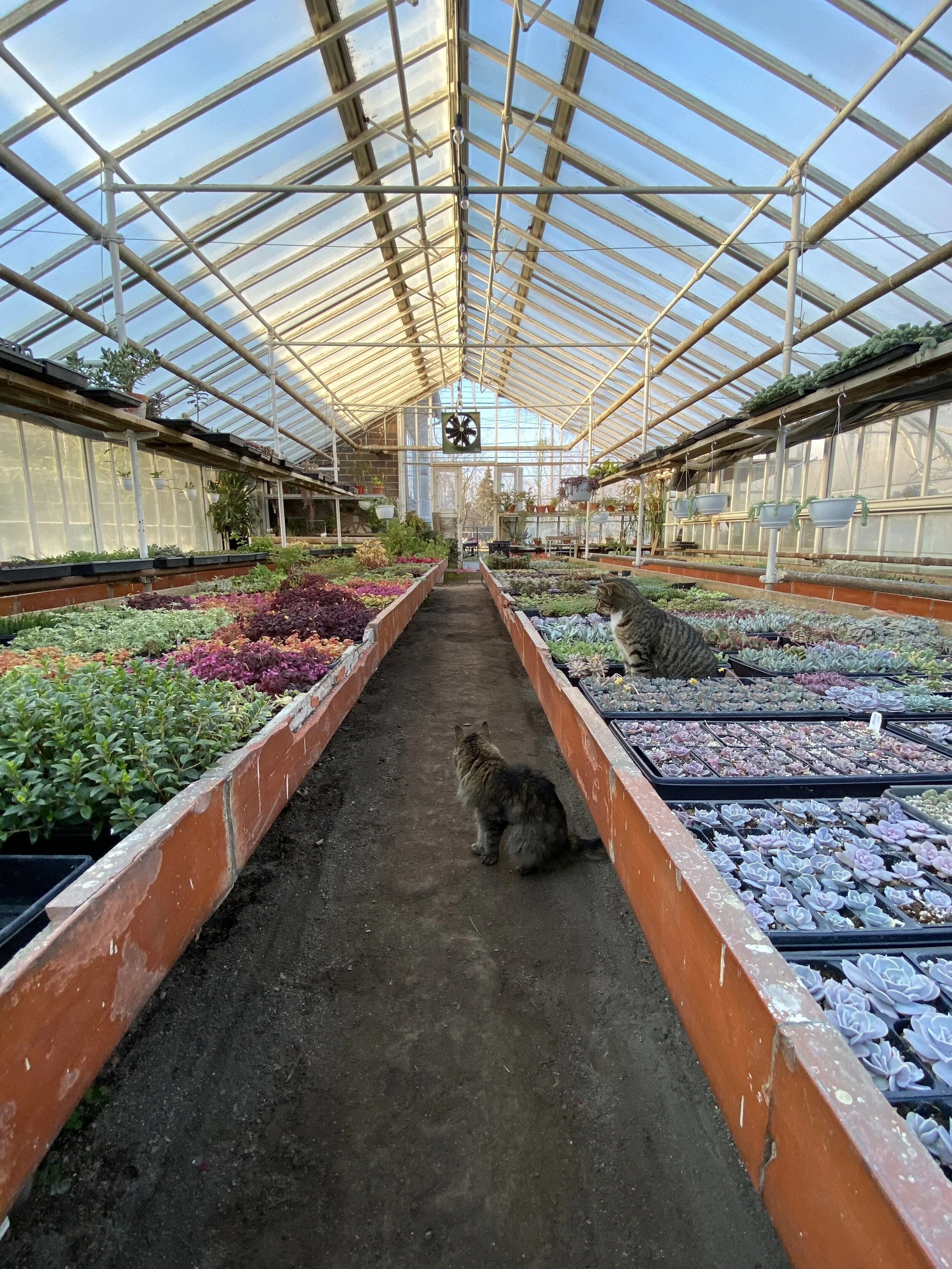 Graye S Greenhouse