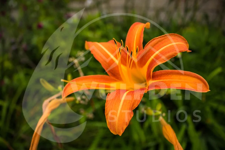 webOrangeFlower.jpg