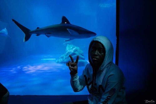 Shark-at-the-Aquarium.jpg