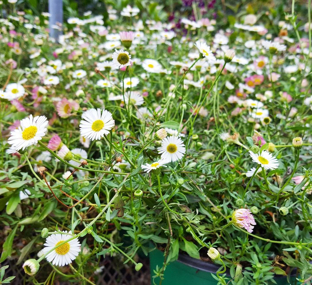 Our logo pays homage to Valley flora, captured here by Mariana of Third Woman Press