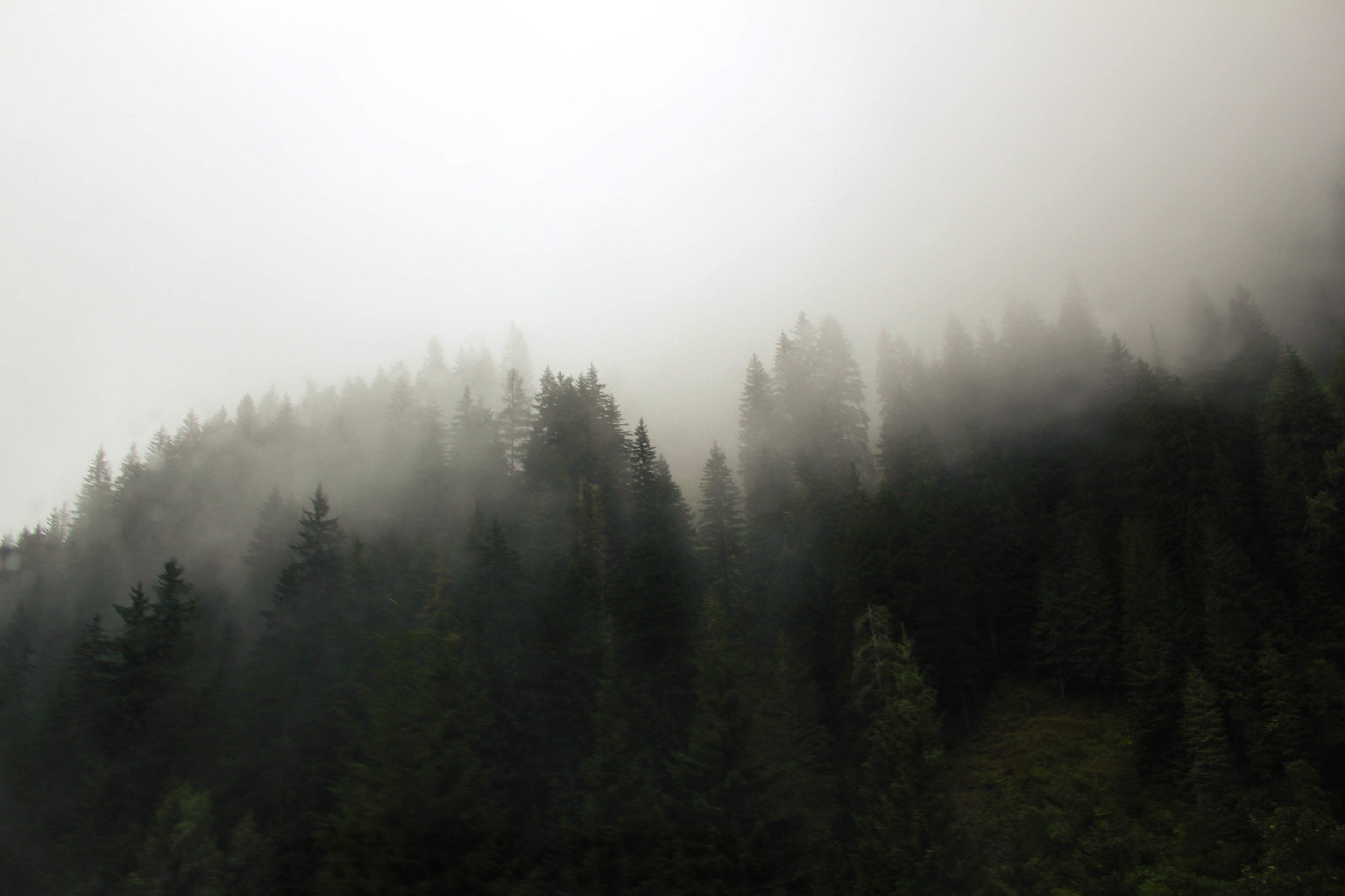 Fog and Trees.jpg