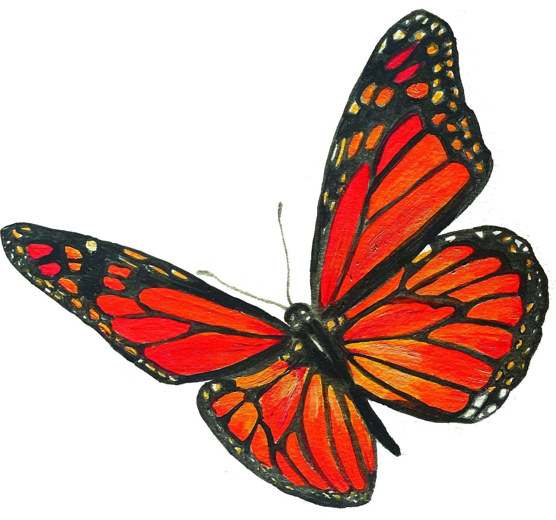 flyingbutterflycmyk copy.jpg