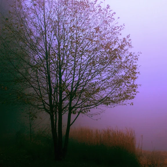 tree-mist.jpg