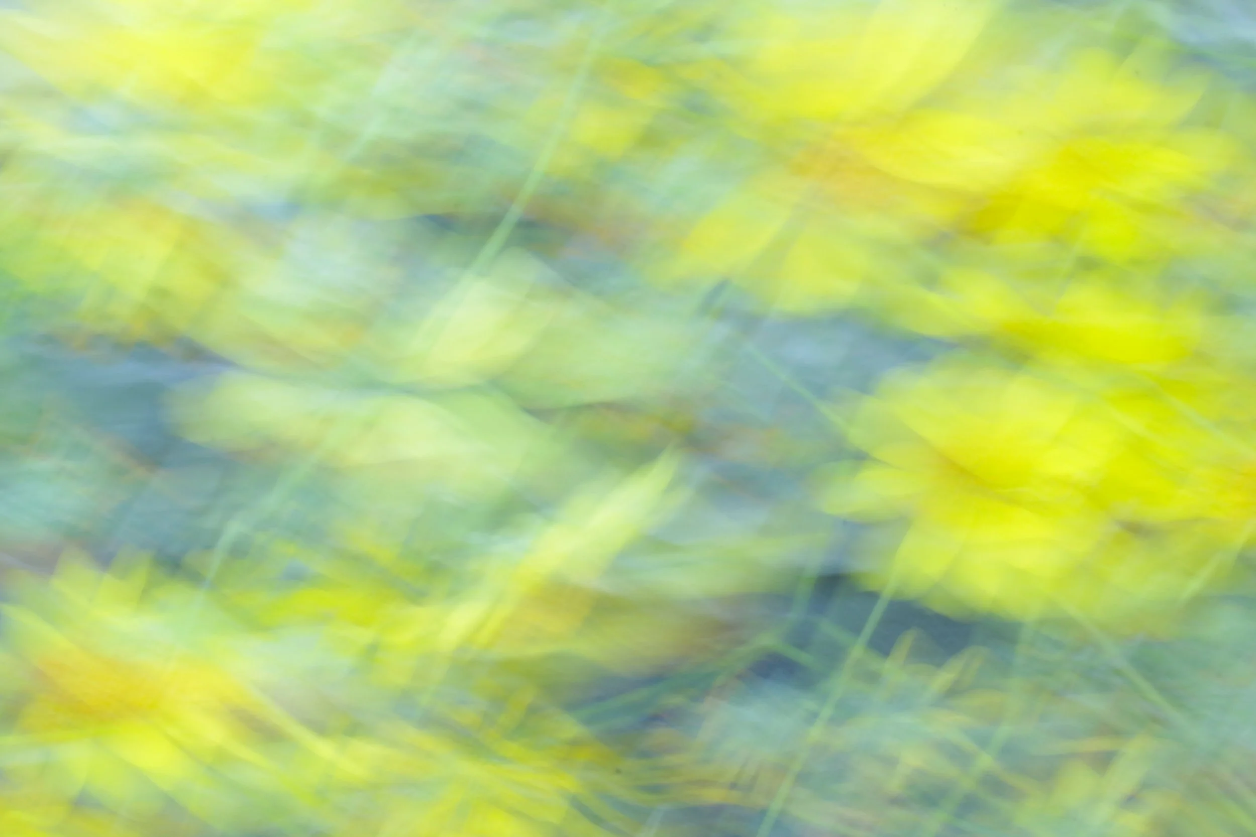 The Eyes Have It: Idyllwild Photographers Group Show