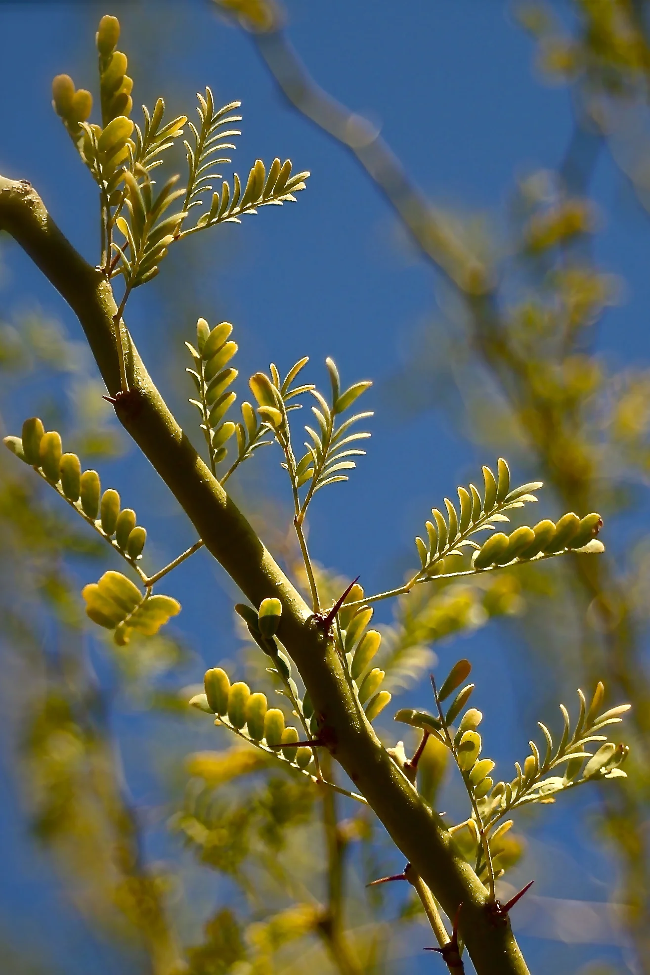 Becoming Light: Photographs by Caryn Gilbert