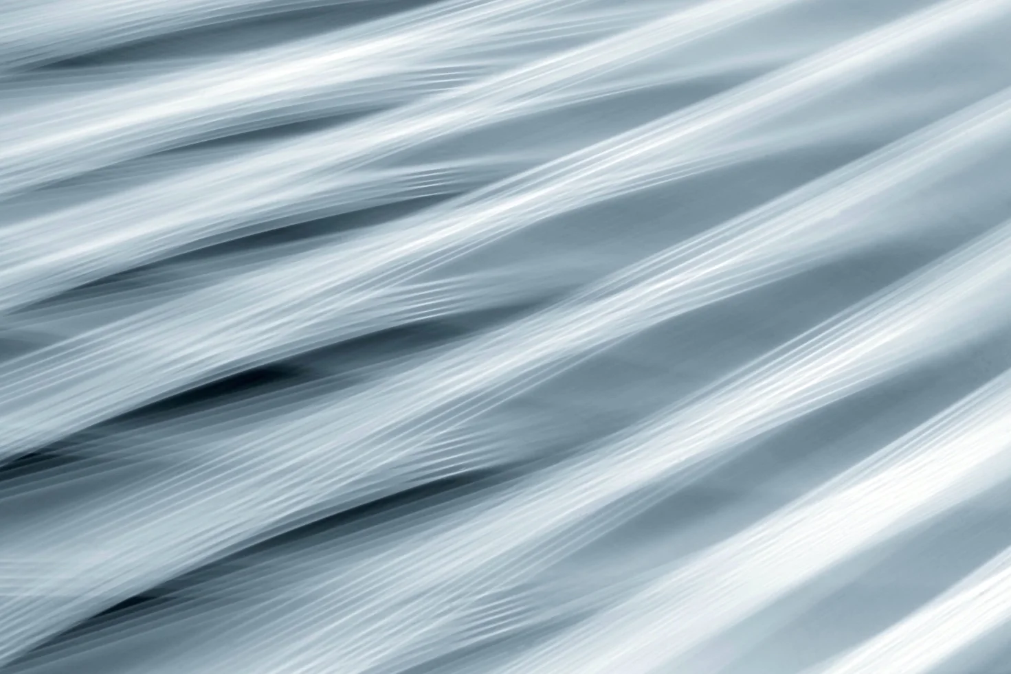 bw-frond-final 2.jpg