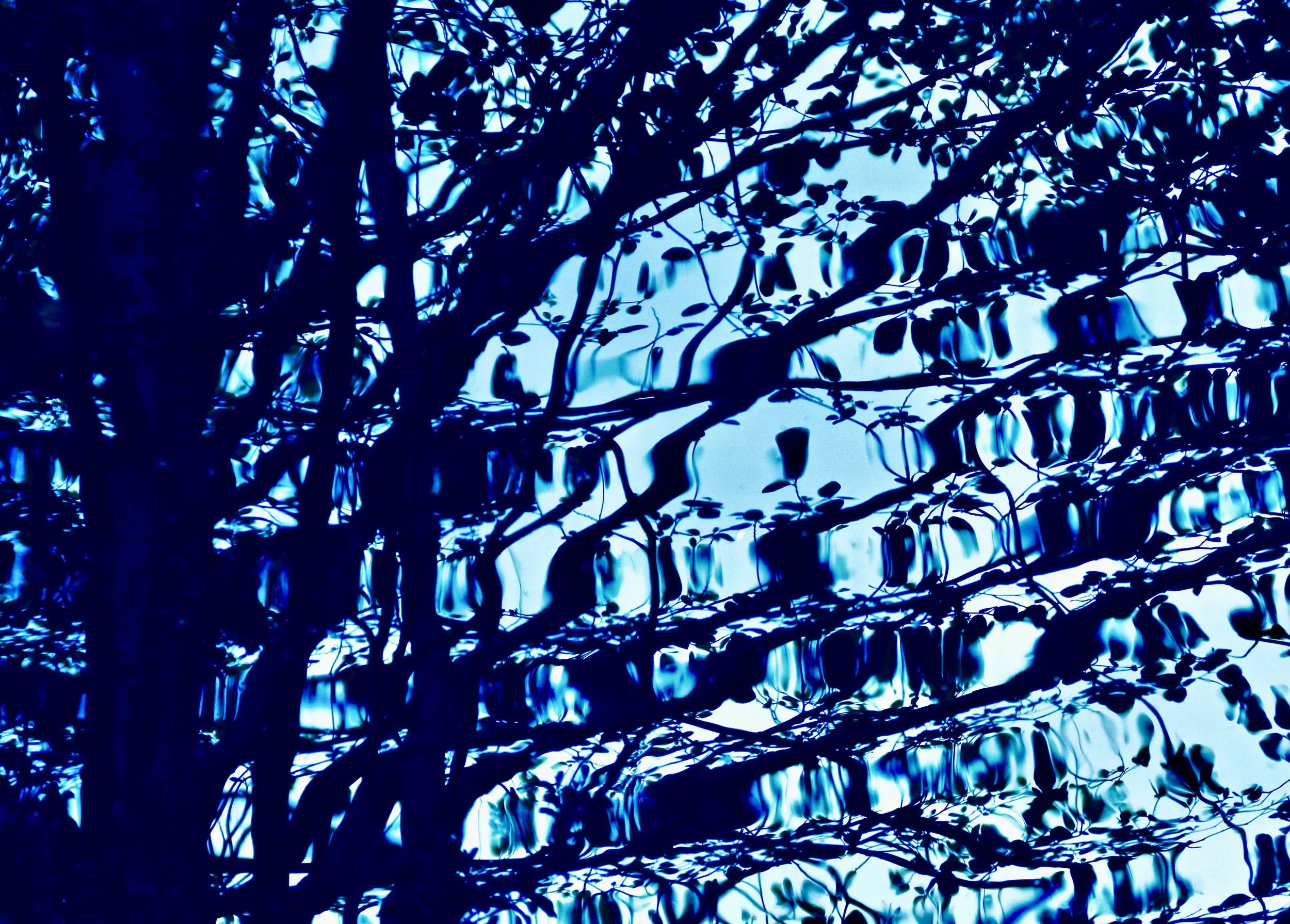 water-tree-reflection.JPG