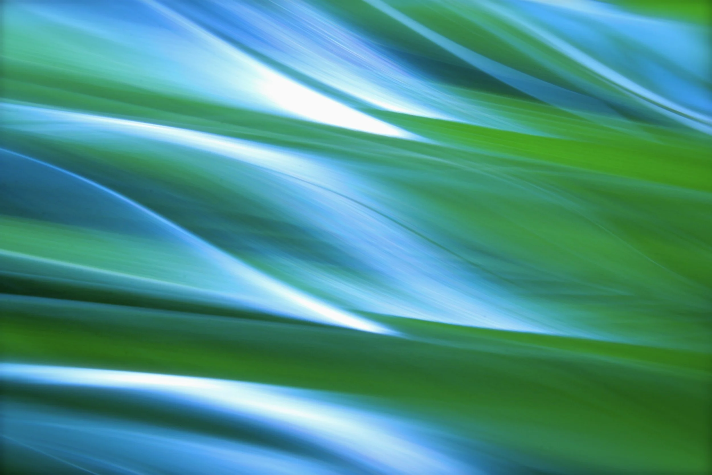 palm-frond-2 3.JPG