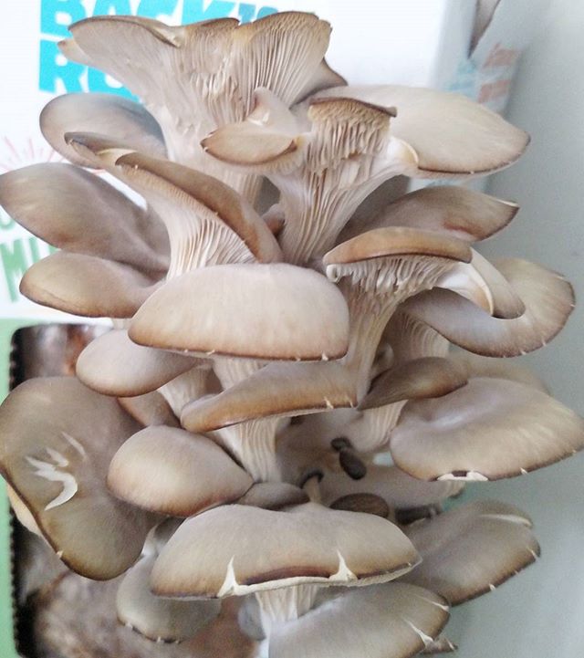 Look at these beautiful mushrooms that we GREW!! (Well they kind of grew themselves, we just sprayed them with water). Such an easy fun way for kids to gain a connection to their food🌿🌌 Thanks @breathe_free_ for the awesome Christmas gift!!! #diy #