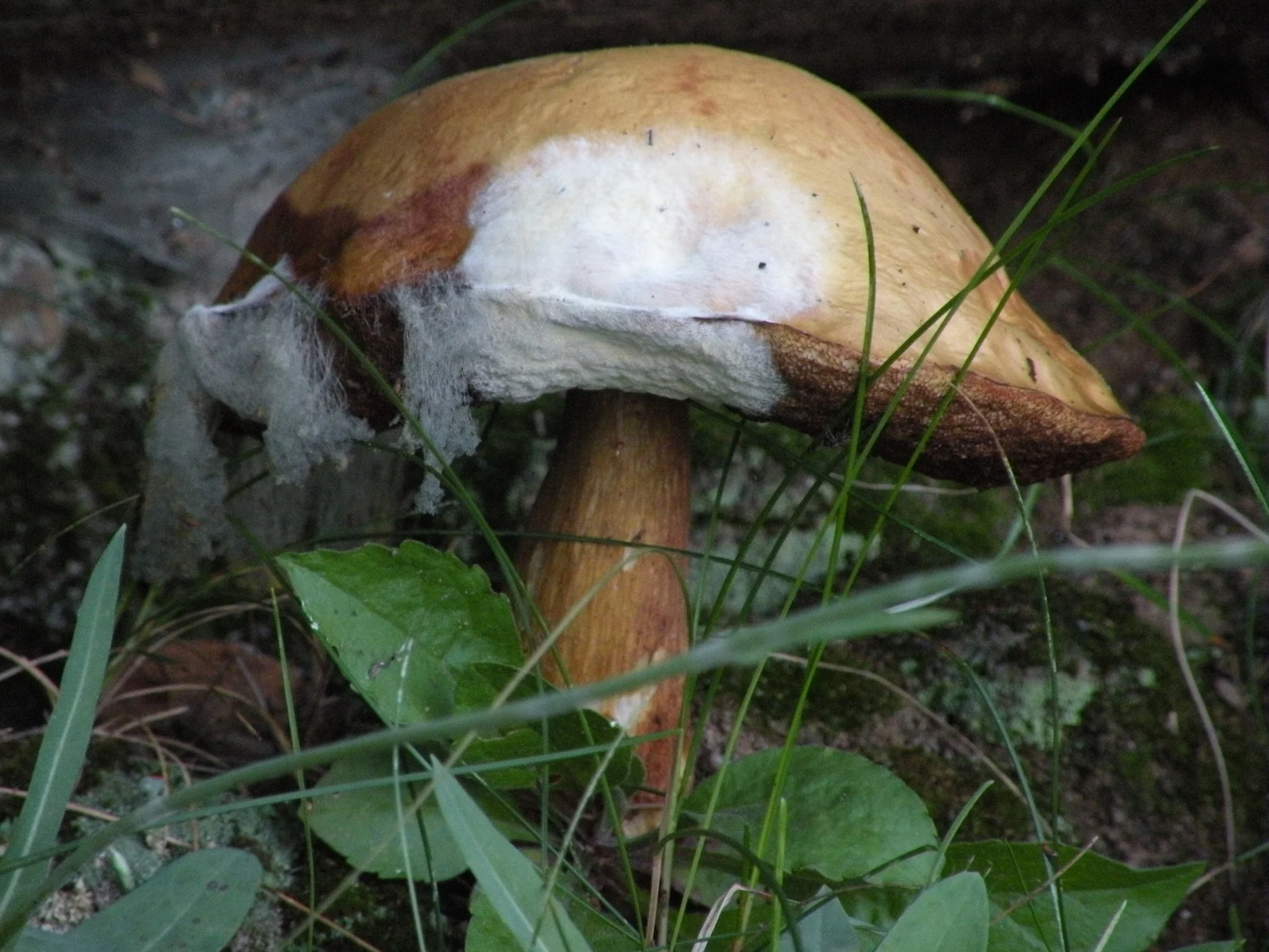 DSCN0900.jpg