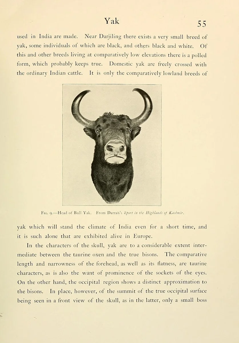 Wild_oxen,_sheep_and_goats_of_all_lands,_living_and_extinct_(Page_55,_Fig._9)_BHL9370005.jpg