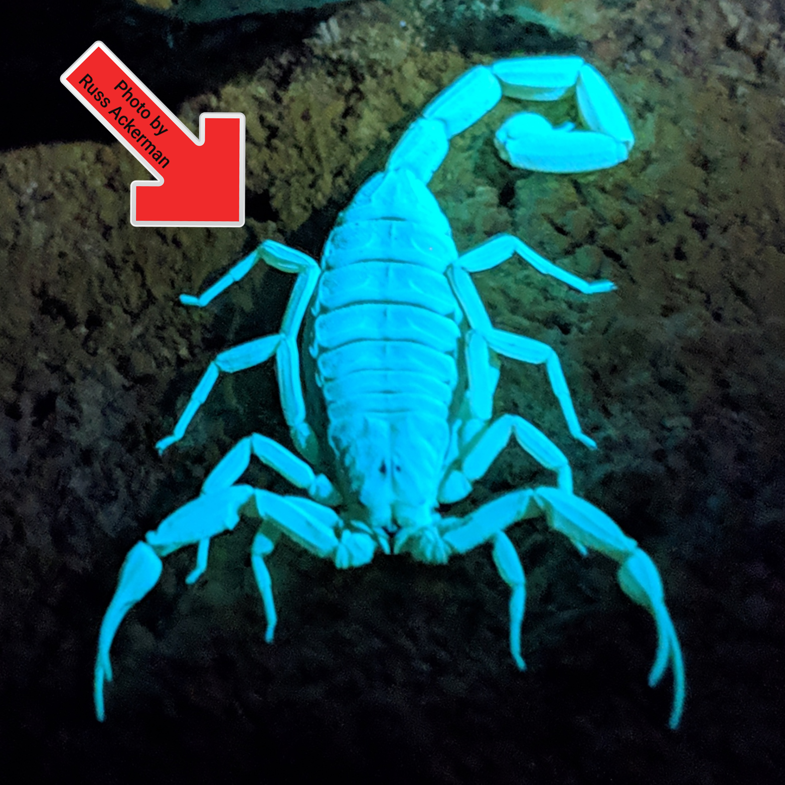 With triple digit temps finally here, this is a great time to go on a scorpion tour of your neighborhood. Grab a UV light and take the kids out to explore these amazing creatures.