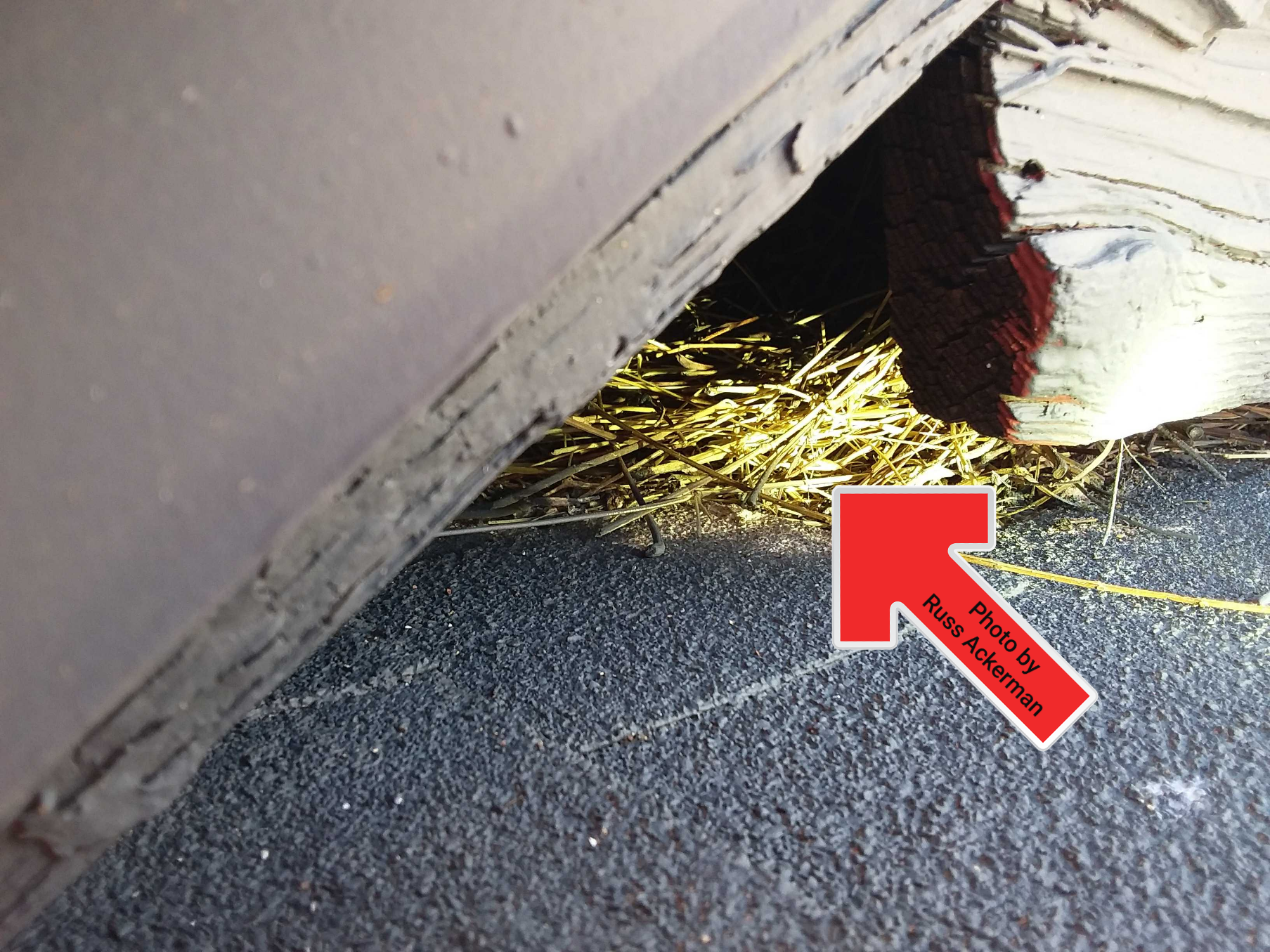 A birds nest under this overhang is creating conditions for mold, wood rot and health hazards that come with bird waste.
