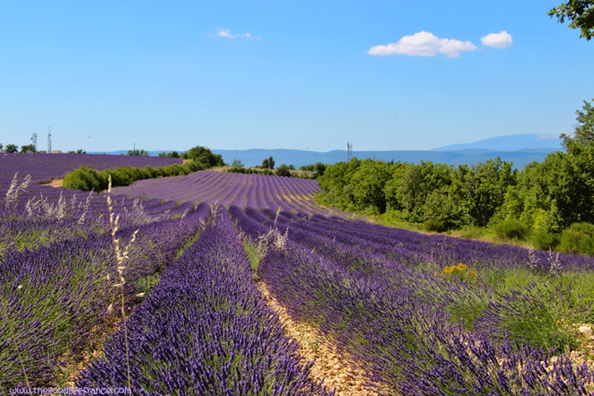 Screen Shot 2017-05-19 at 1.28.30 PM.png