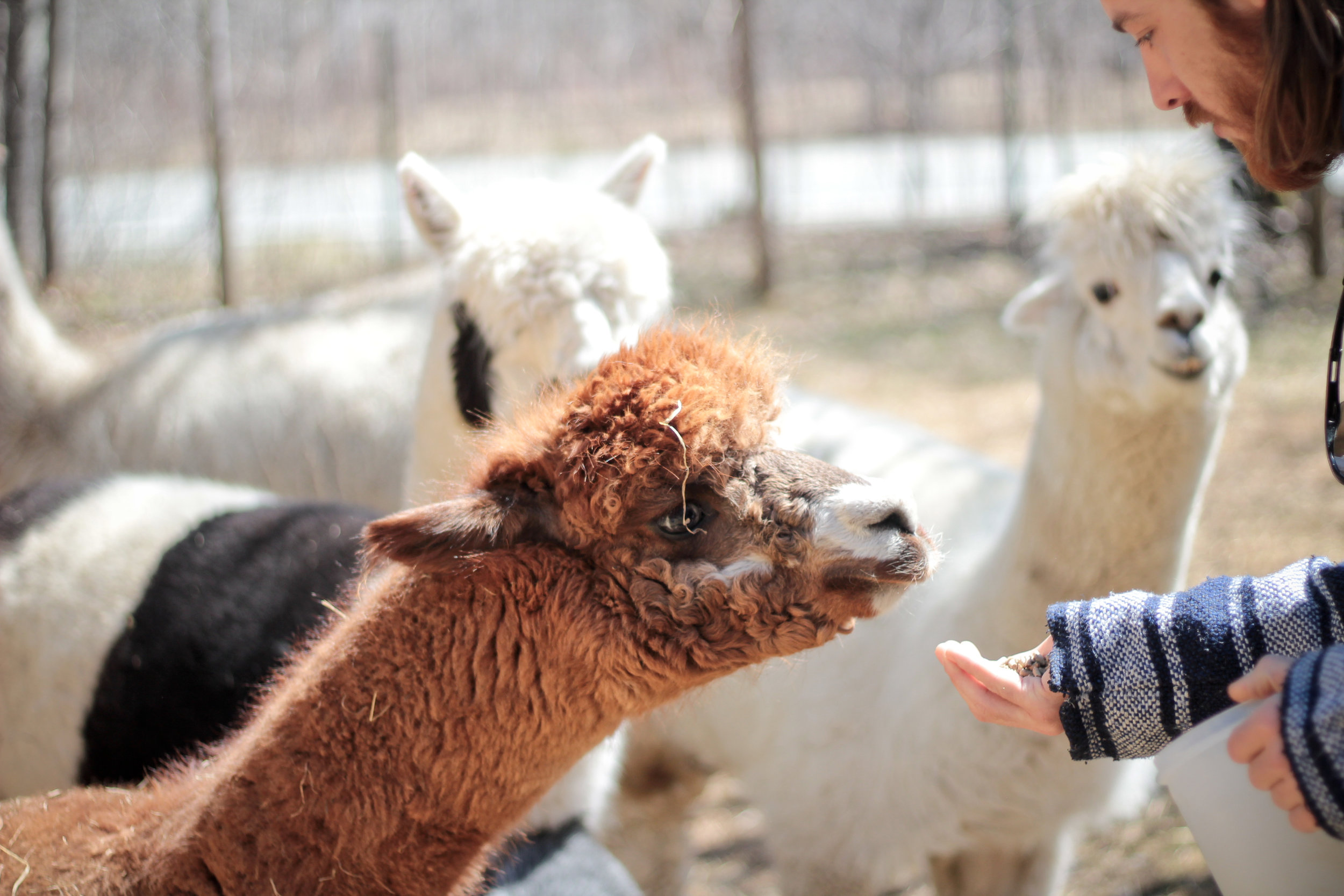 Léo, un alpaga roux bien gourmand de la région de Magog, QC