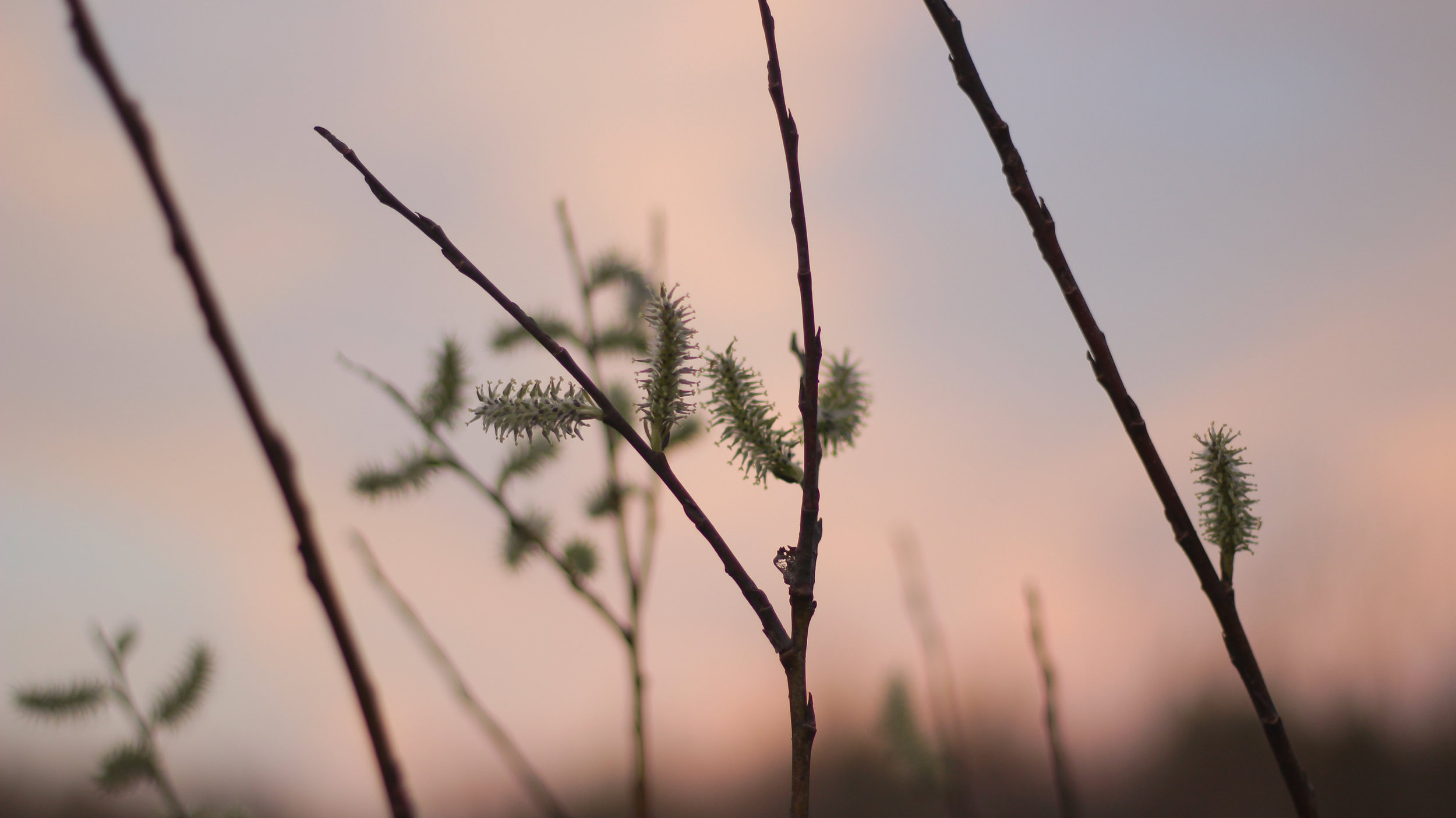  Coucher de soleil de mon dernier passage au Sentier Nature Tomifobia