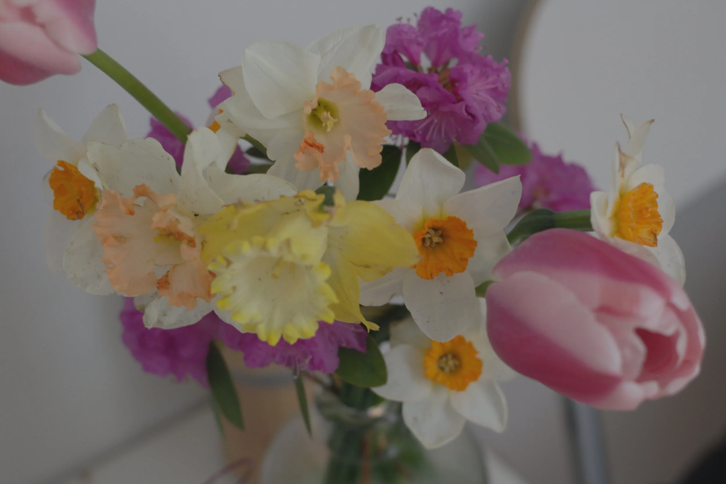  Fleurs de jonquille, tulipe et rhododendron