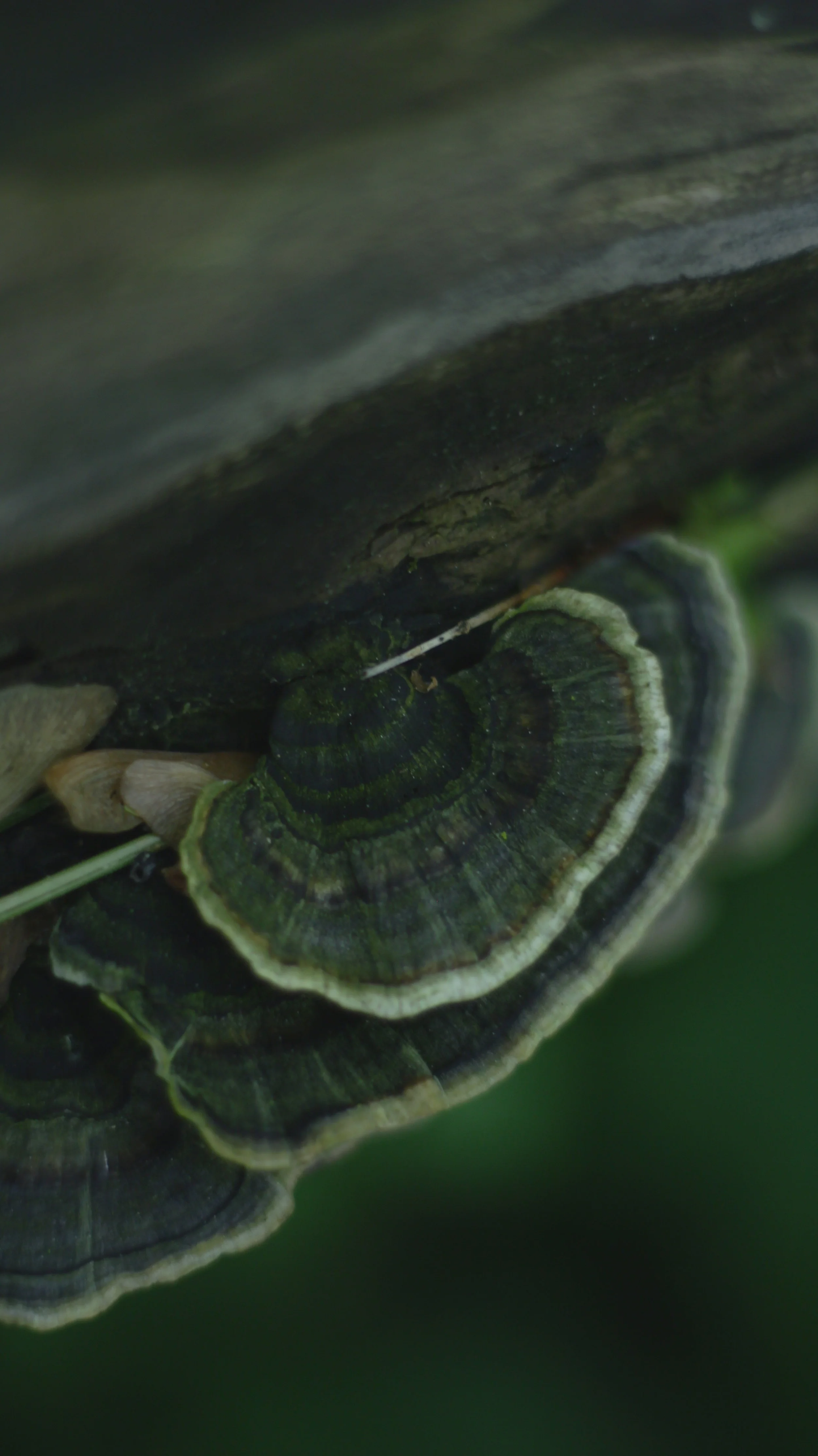 Tramète versicolore (trametes versicolor)
