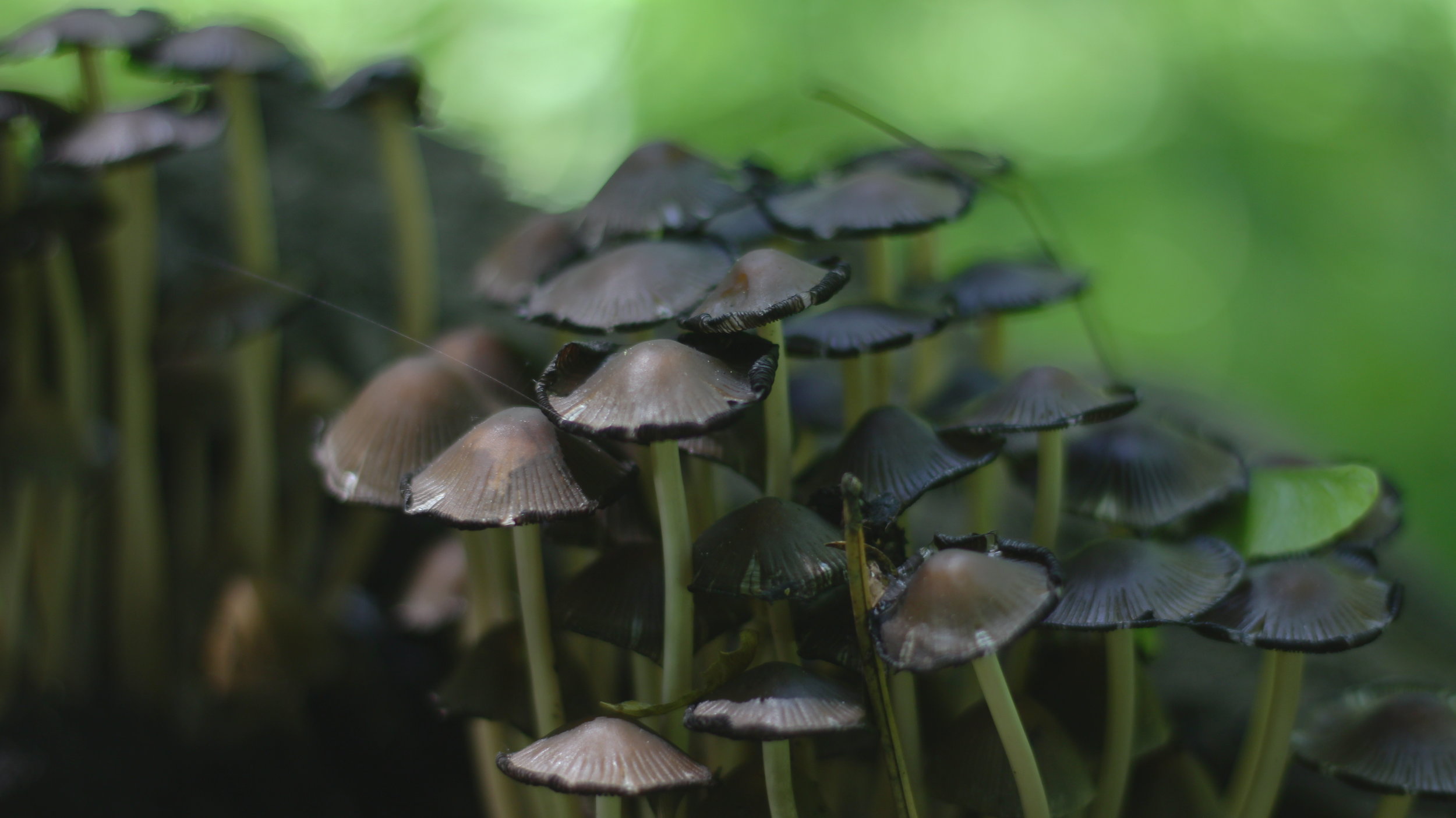 Champignons non identifiés