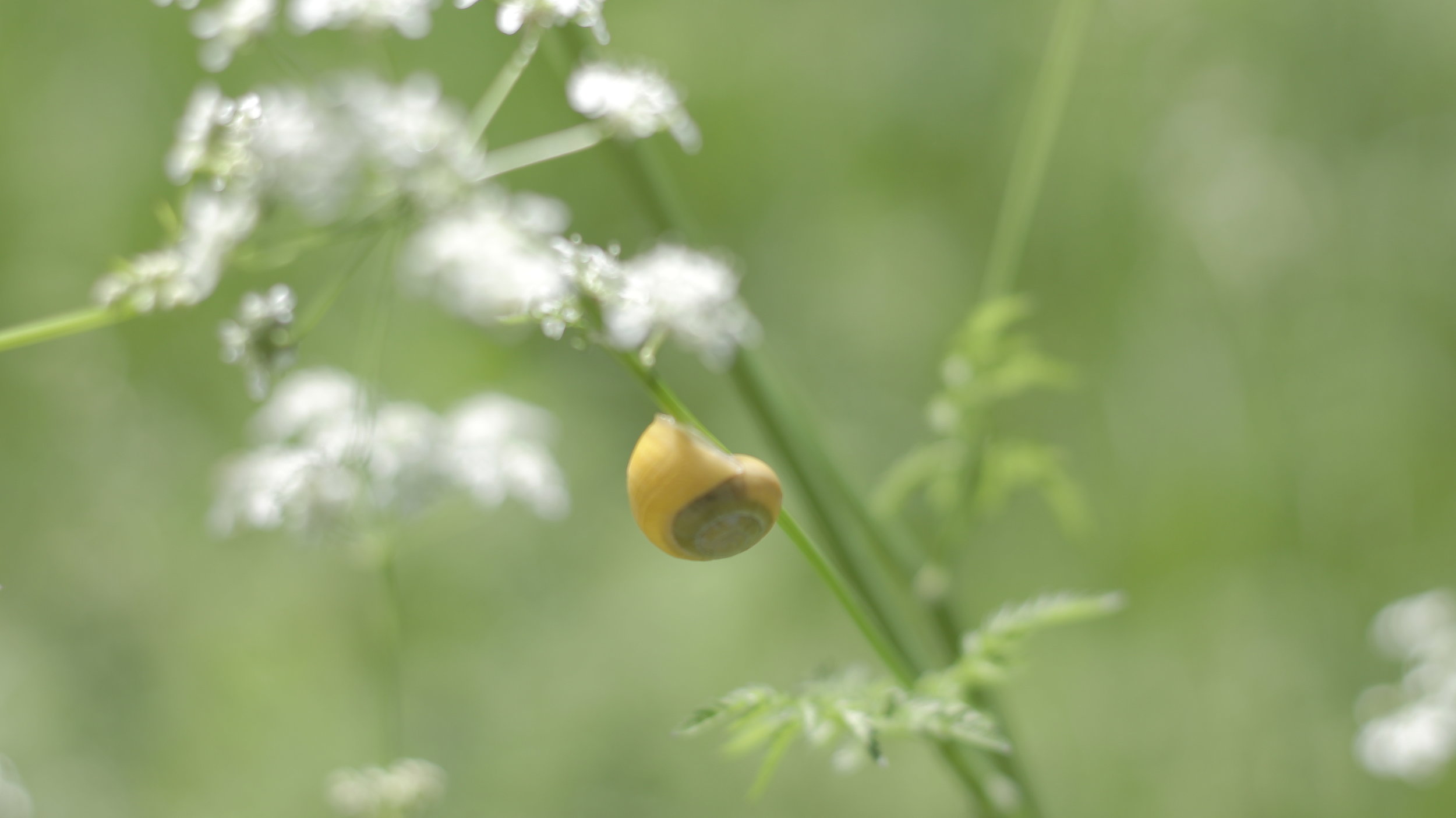 Escargot sur une tige