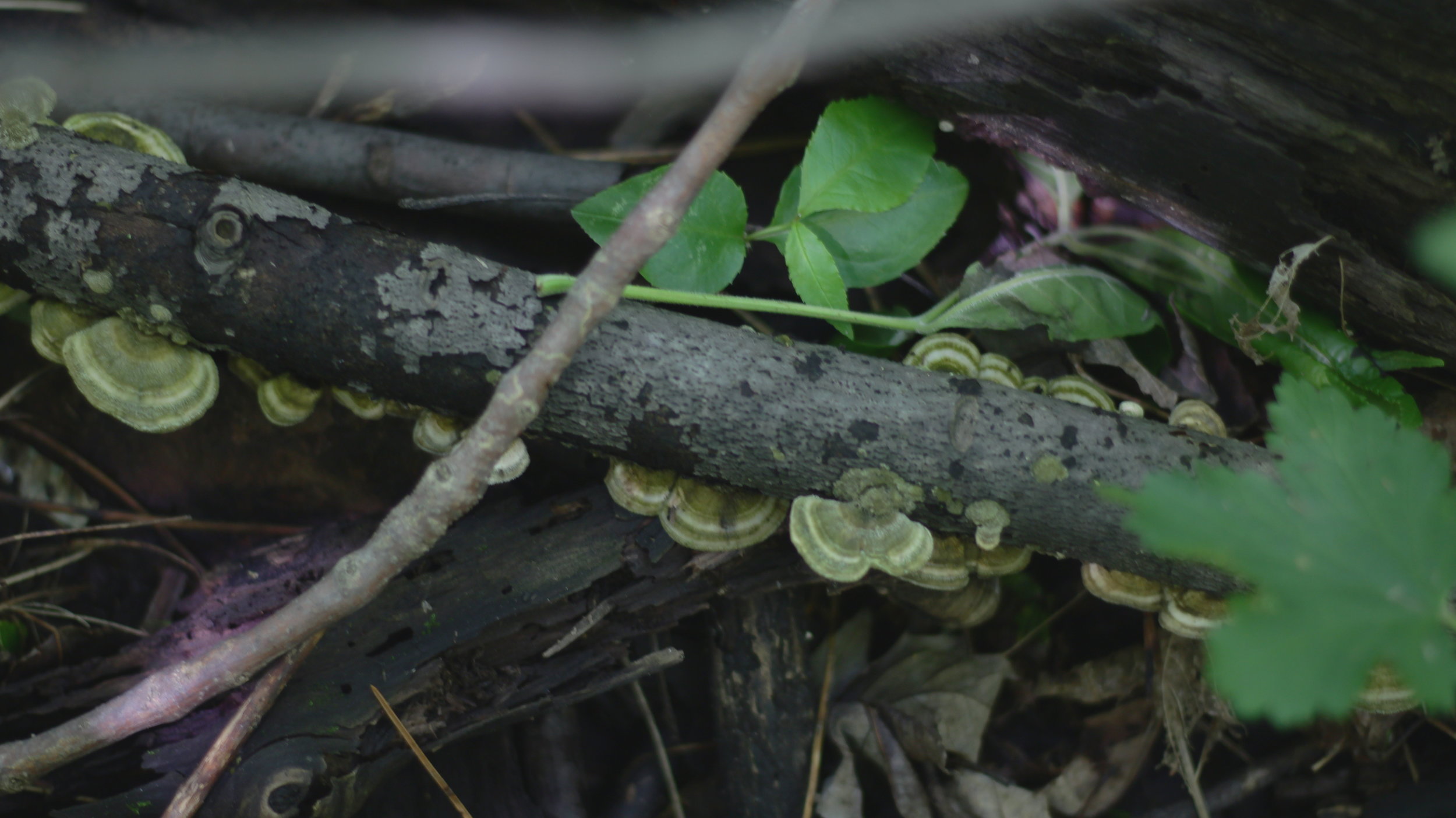 Tramète versicolore (trametes versicolor)