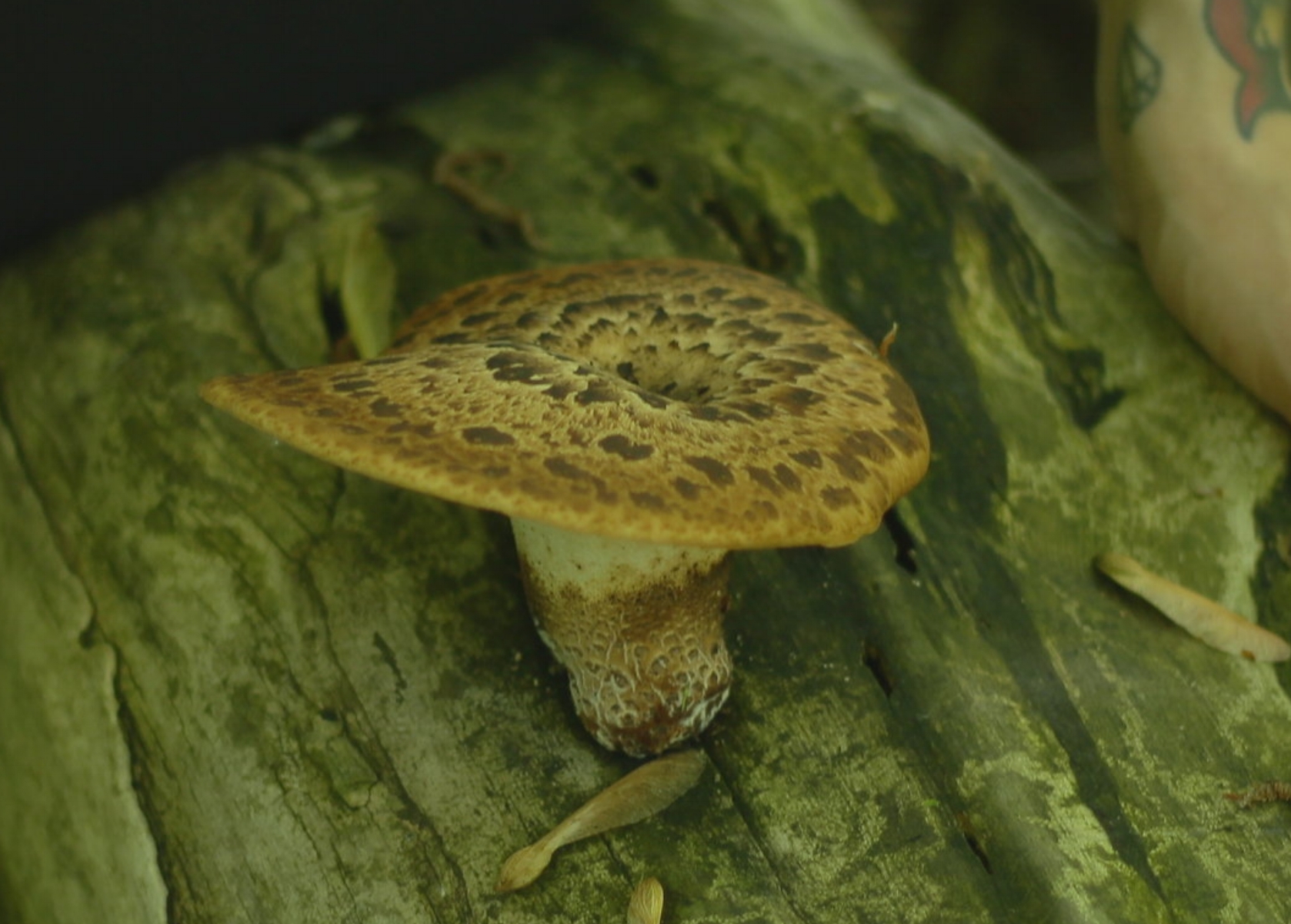 Polypore écailleux (polyporus squamosus)