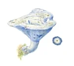 Lactarius-indigo.jpg
