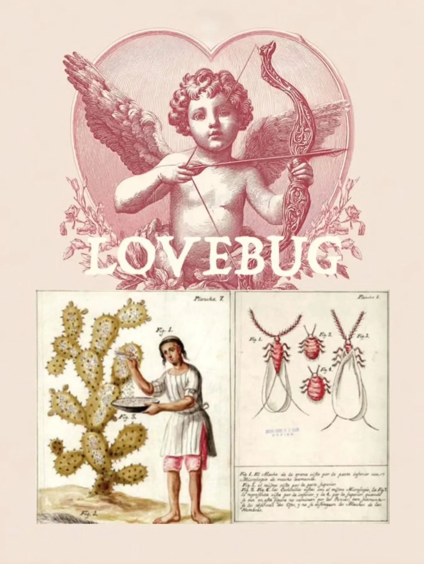 LOVEBUG : Bo&icirc;te St-Valentin 2026 💕

Je sais qu&rsquo;en ce moment les adeptes du fil songent aux festivit&eacute;s d&rsquo;Halloween et No&euml;l, mais de mon c&ocirc;t&eacute; j&rsquo;opte plut&ocirc;t pour la St-Valentin avec sa palette qui 