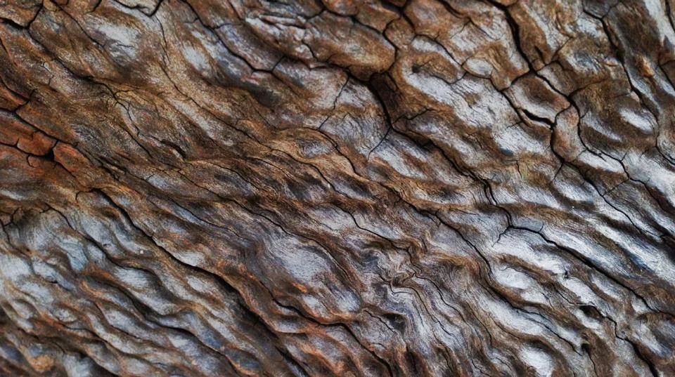 burl side.jpg