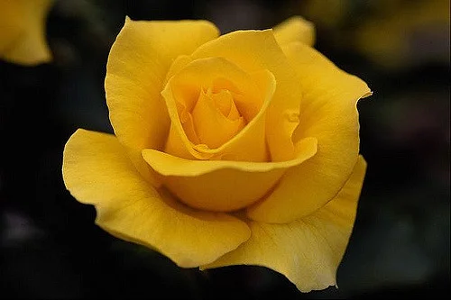 yellow rose.jpg