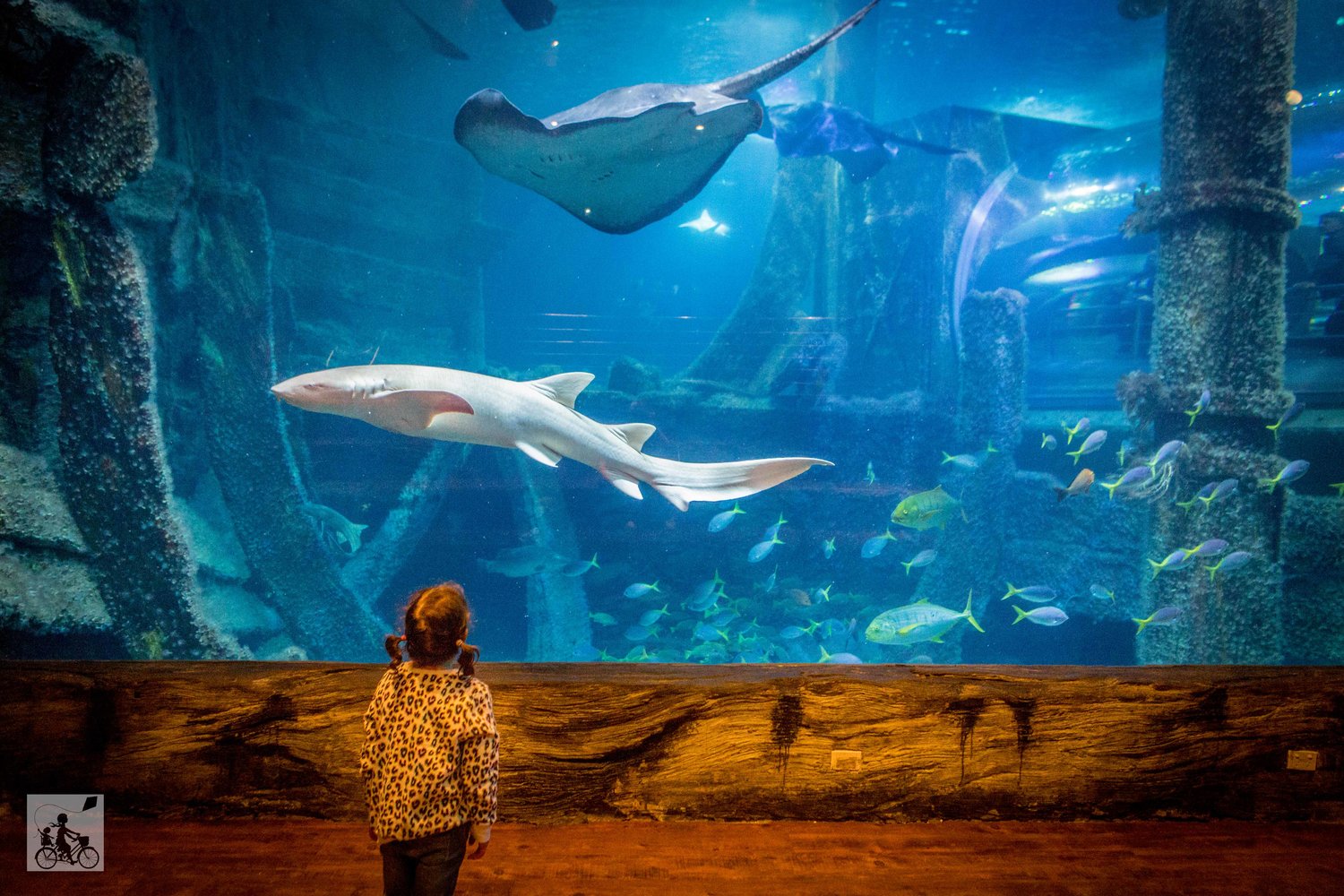 sealife aquarium, melbourne — mamma knows melbourne