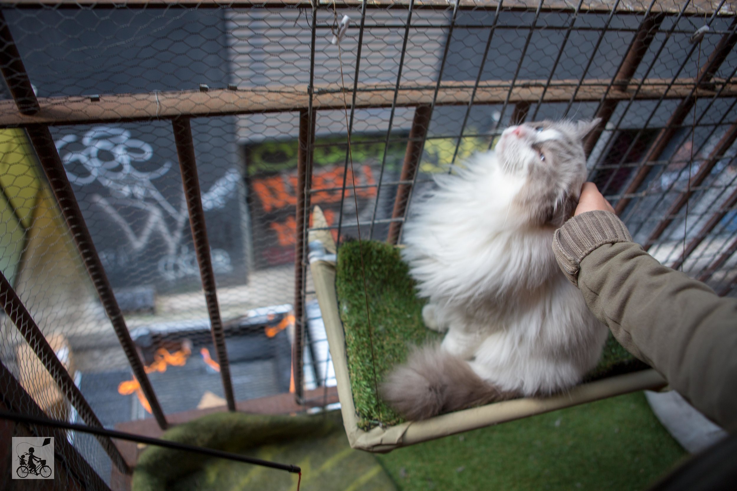 cat cafe, melbourne - mamma knows melbourne