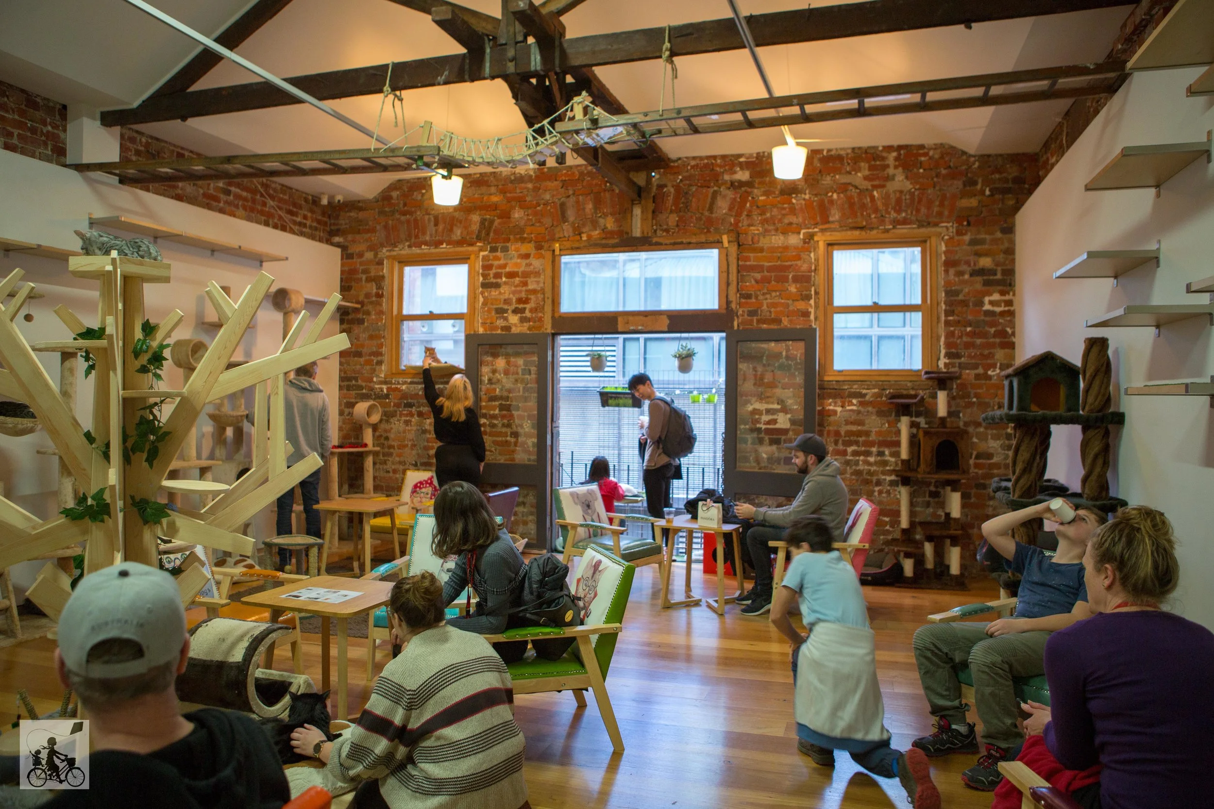 cat cafe, melbourne - mamma knows melbourne