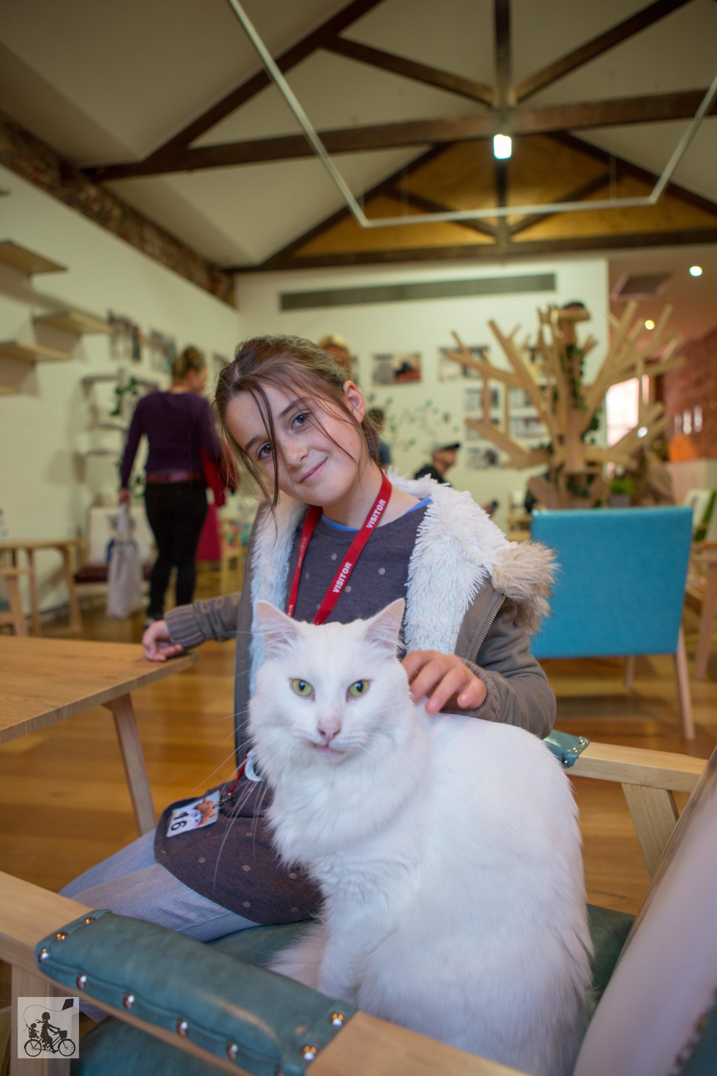 cat cafe, melbourne - mamma knows melbourne